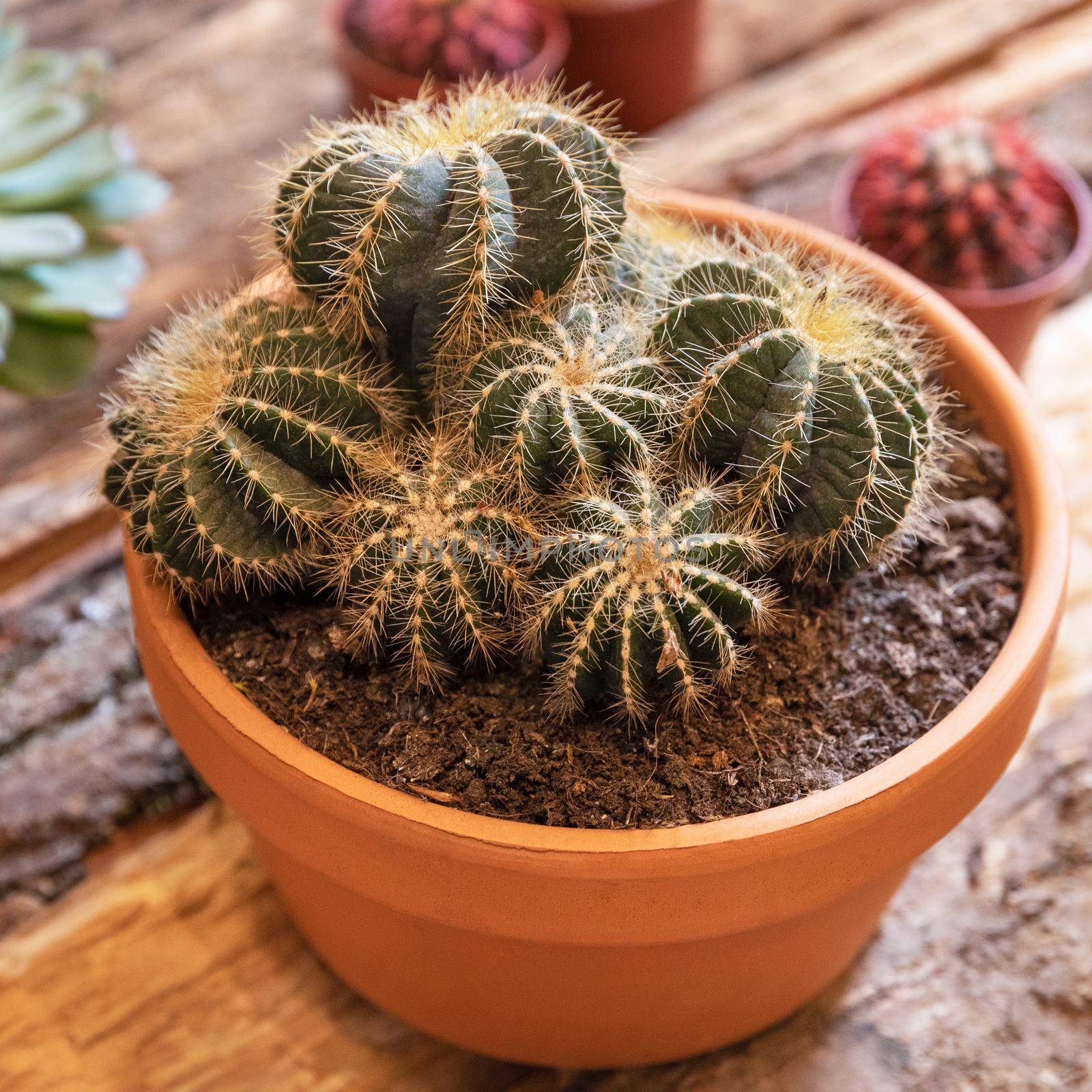 Terrarium plant with succulent, cactus in pot