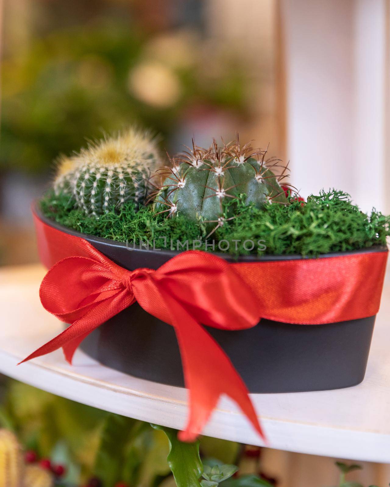 Terrarium plant with succulent, cactus in black pot by ferhad