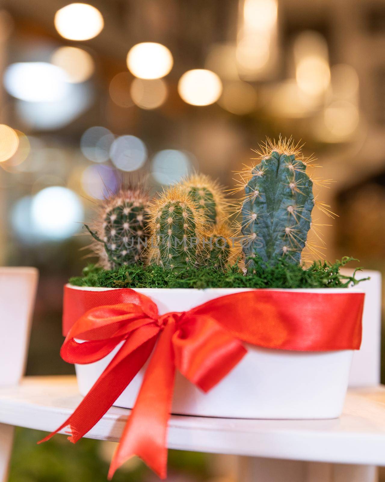 Terrarium plant with succulent, cactus in pot by ferhad