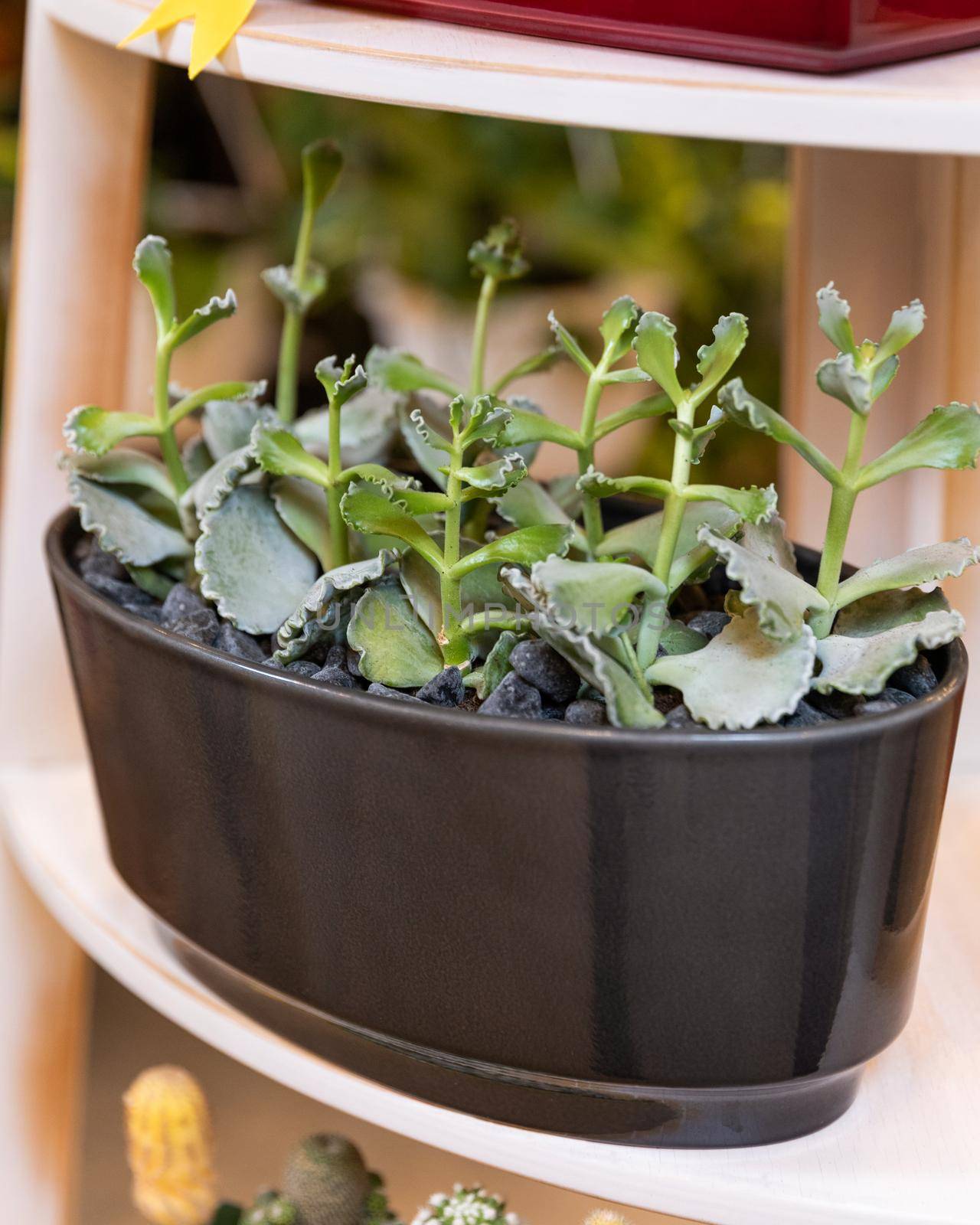 Terrarium plant with succulent, cactus in black pot