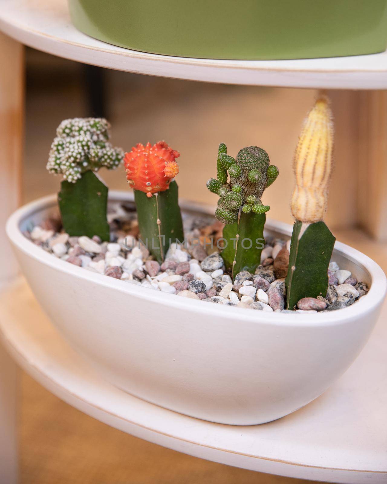 Terrarium plant with succulent, cactus in white pot