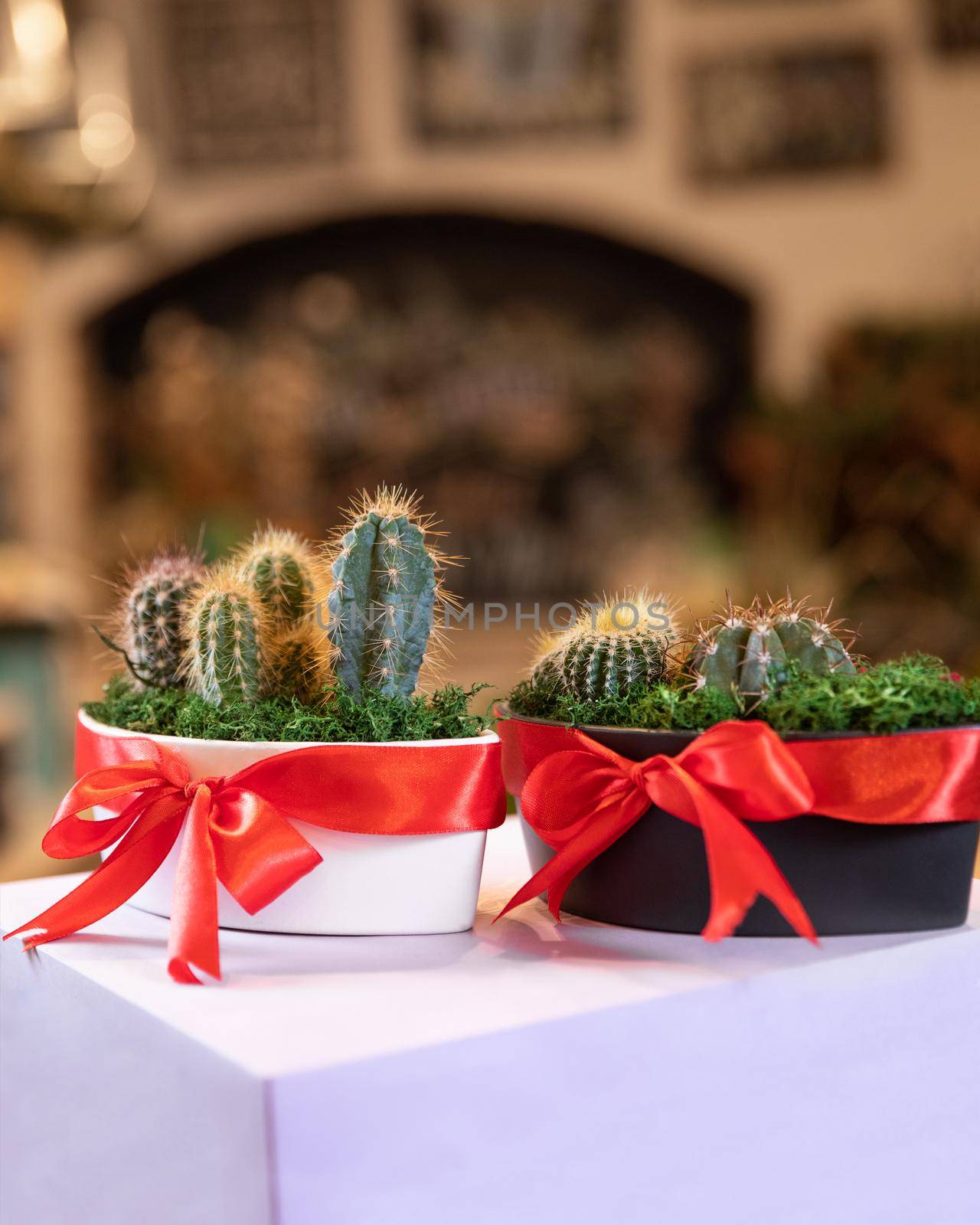 Terrarium plants with succulent, cactus in white and black pot by ferhad