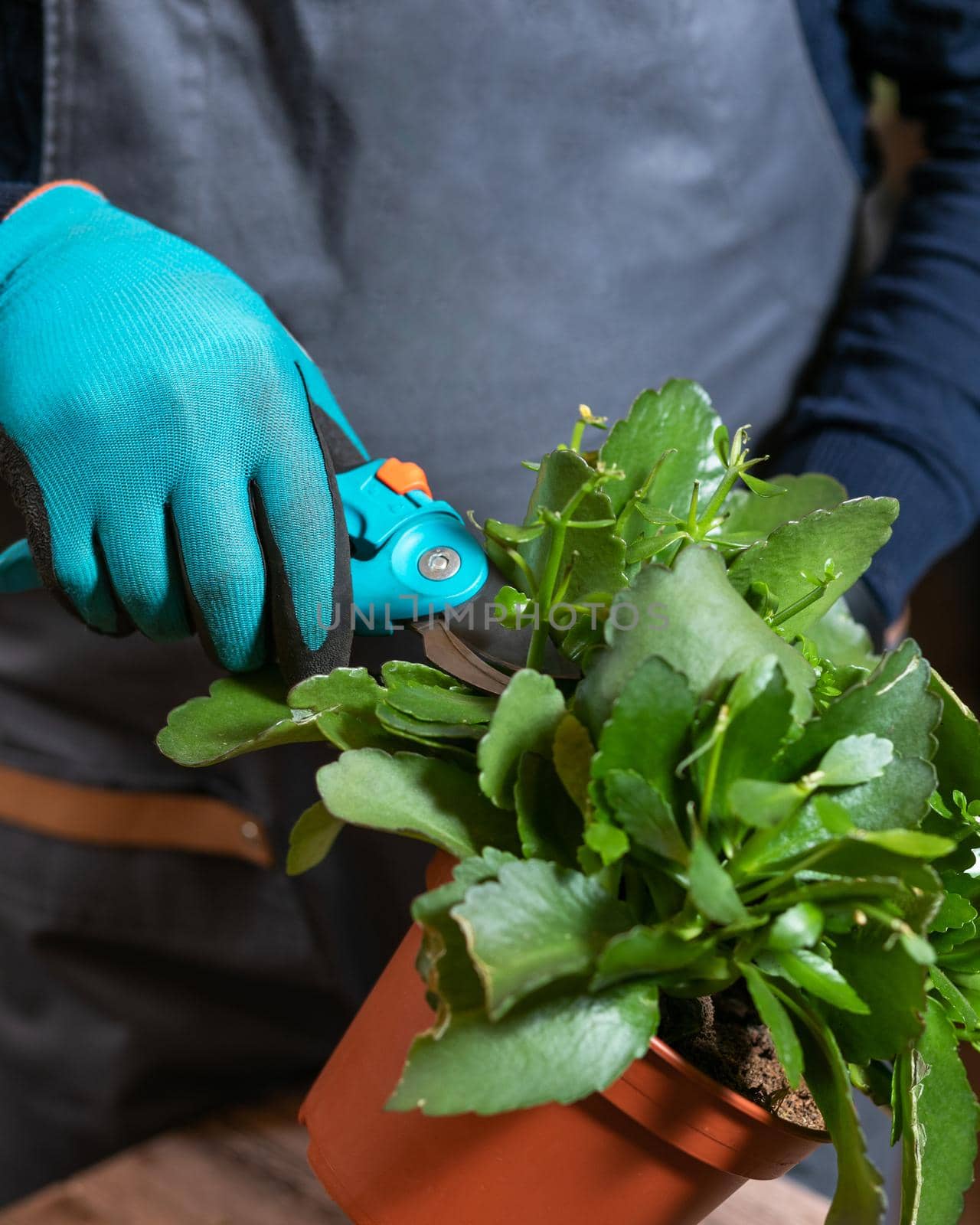 Gardener man cutting Widow's-thrill, Kalanchoe plant with garden scissors and gloves