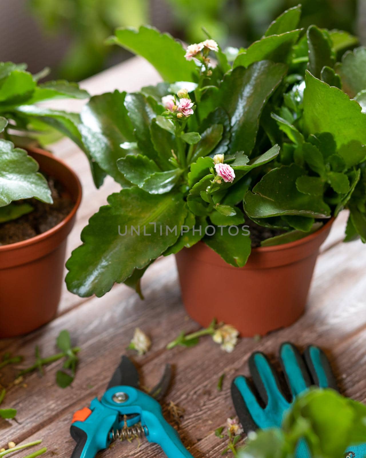 Widow's-thrill, Kalanchoe plant with garden scissors and gloves