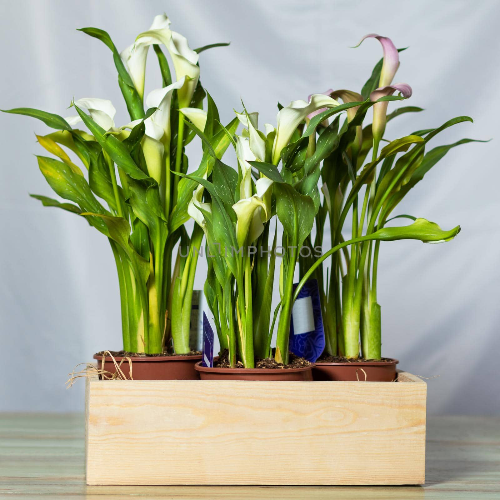 Arum lily flower plant with blue background by ferhad