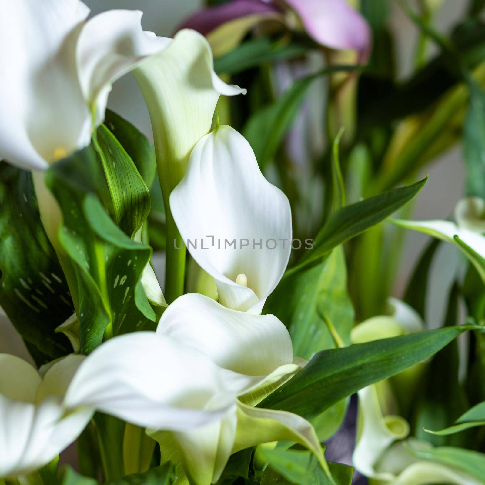 Arum lily flower plant close up