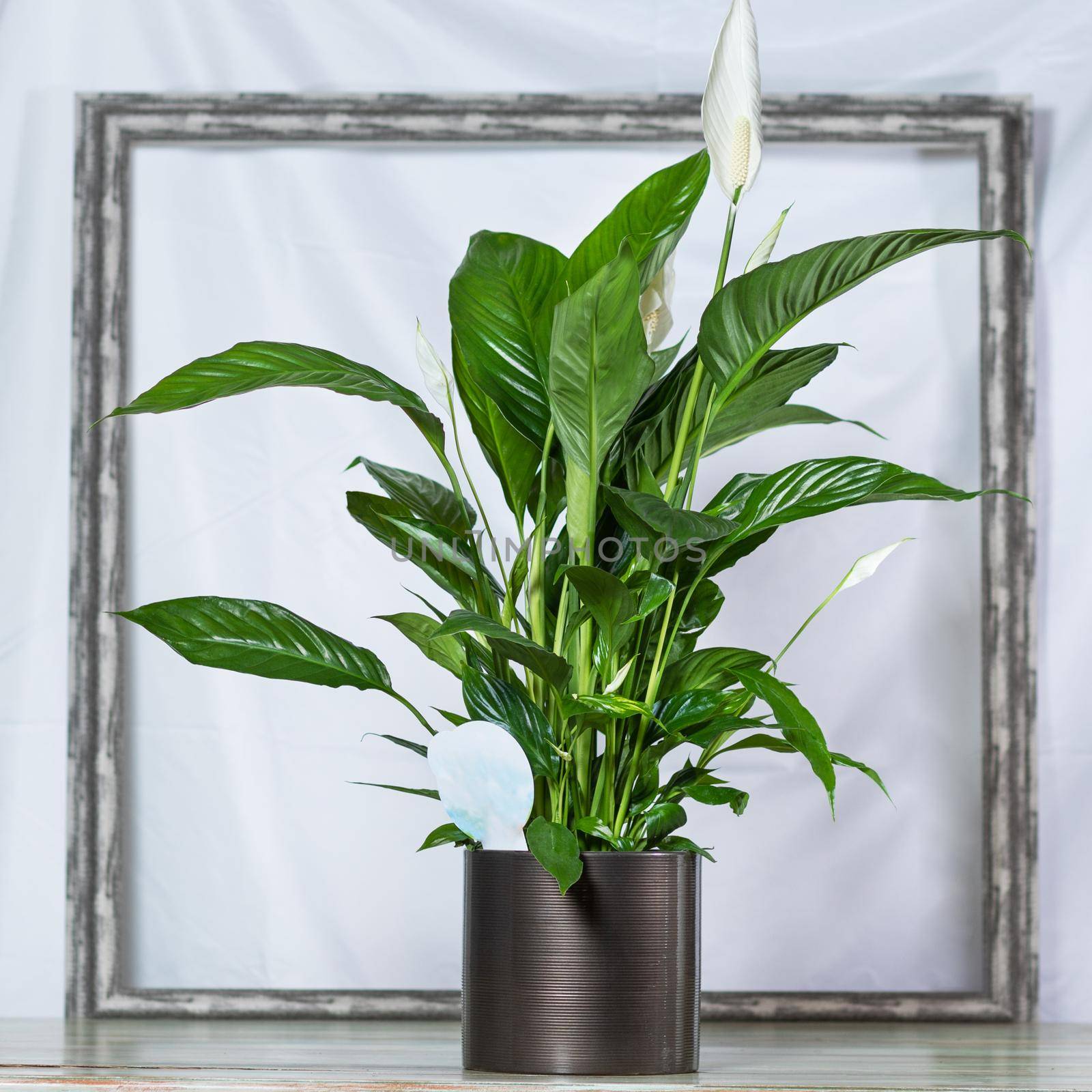 Peace lily, Spathiphyllum, Women's happiness in the black pot, frame background by ferhad