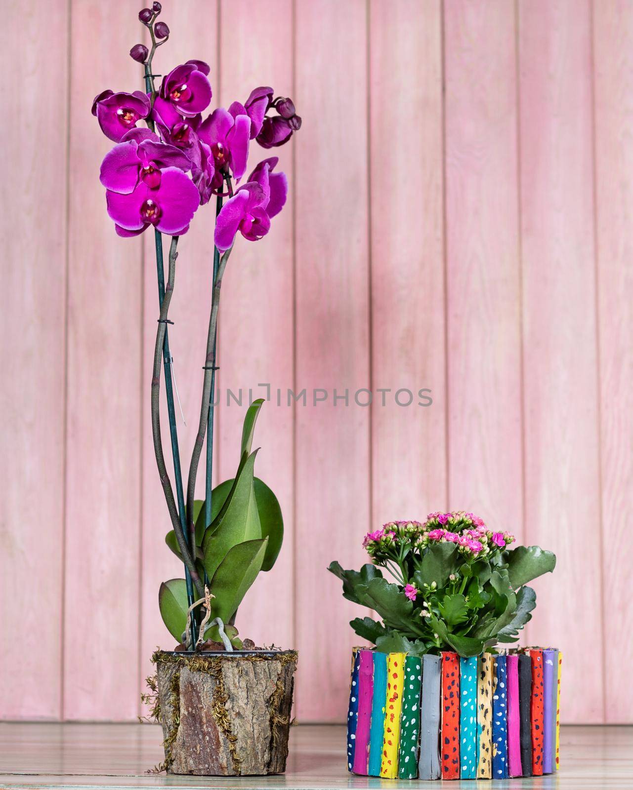 Beautiful colorful orchid, begonia, gardenia with pink background by ferhad