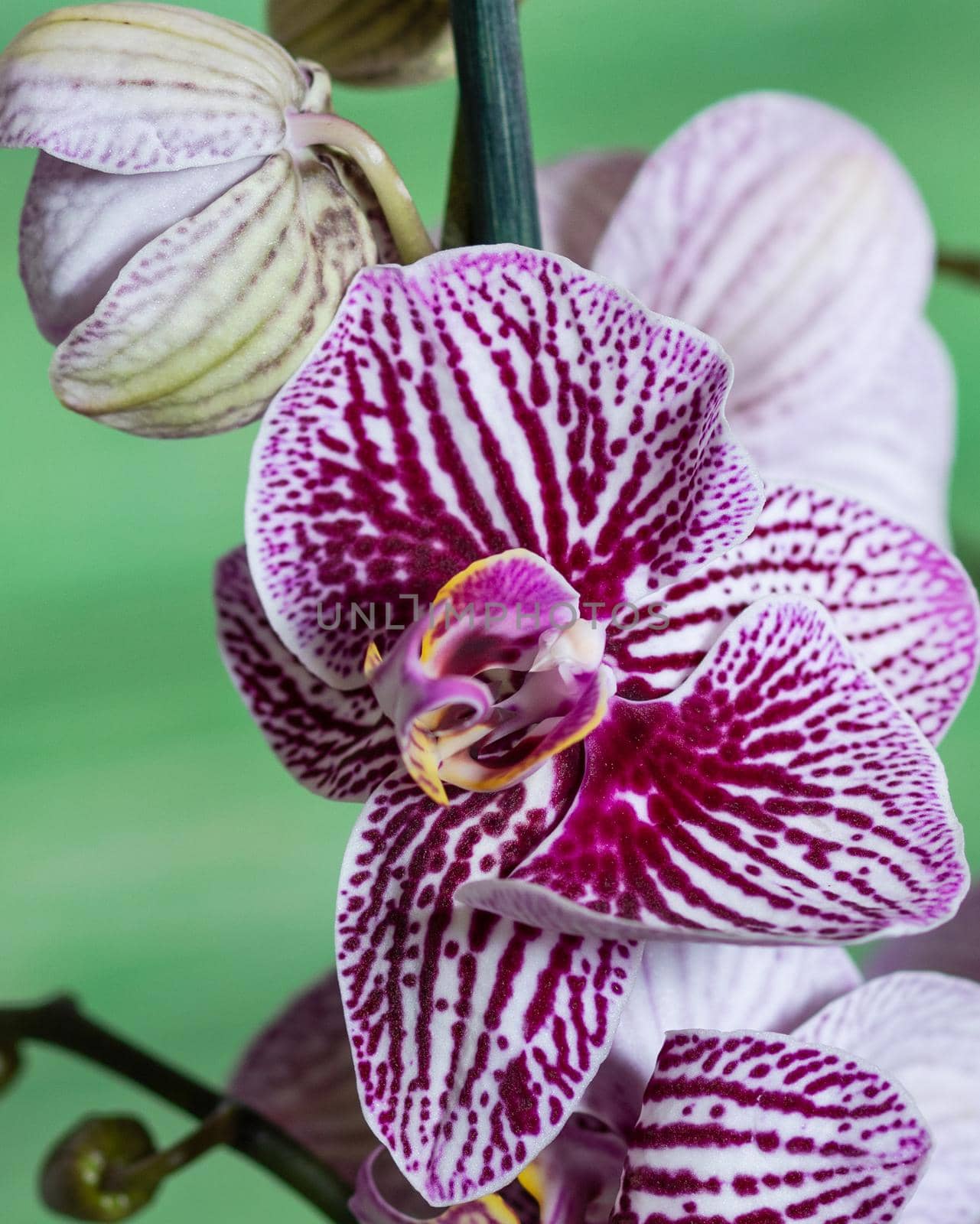 Beautiful colorful orchid close up by ferhad