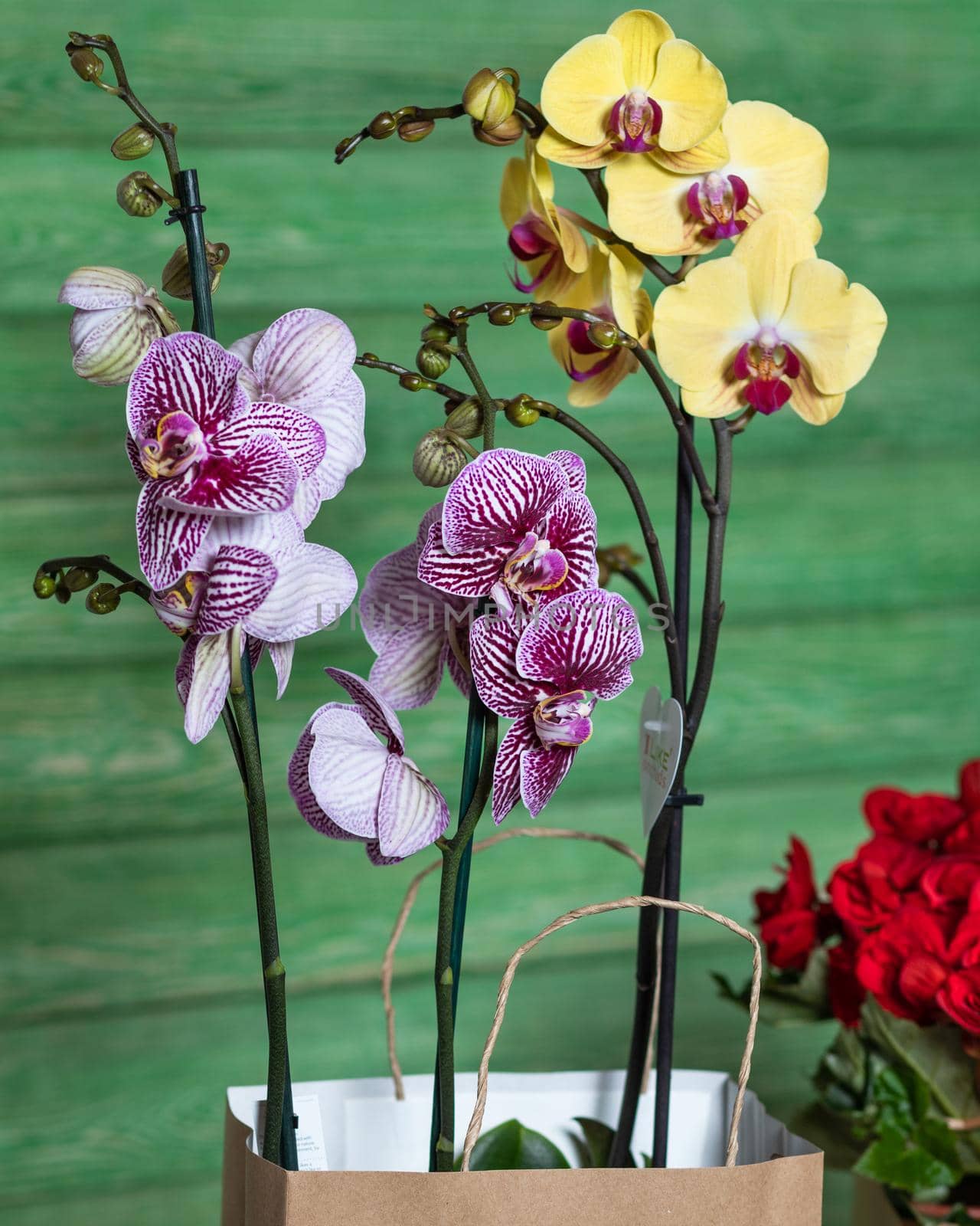 Beautiful colorful orchid, Begonia in the shopping bag with green background