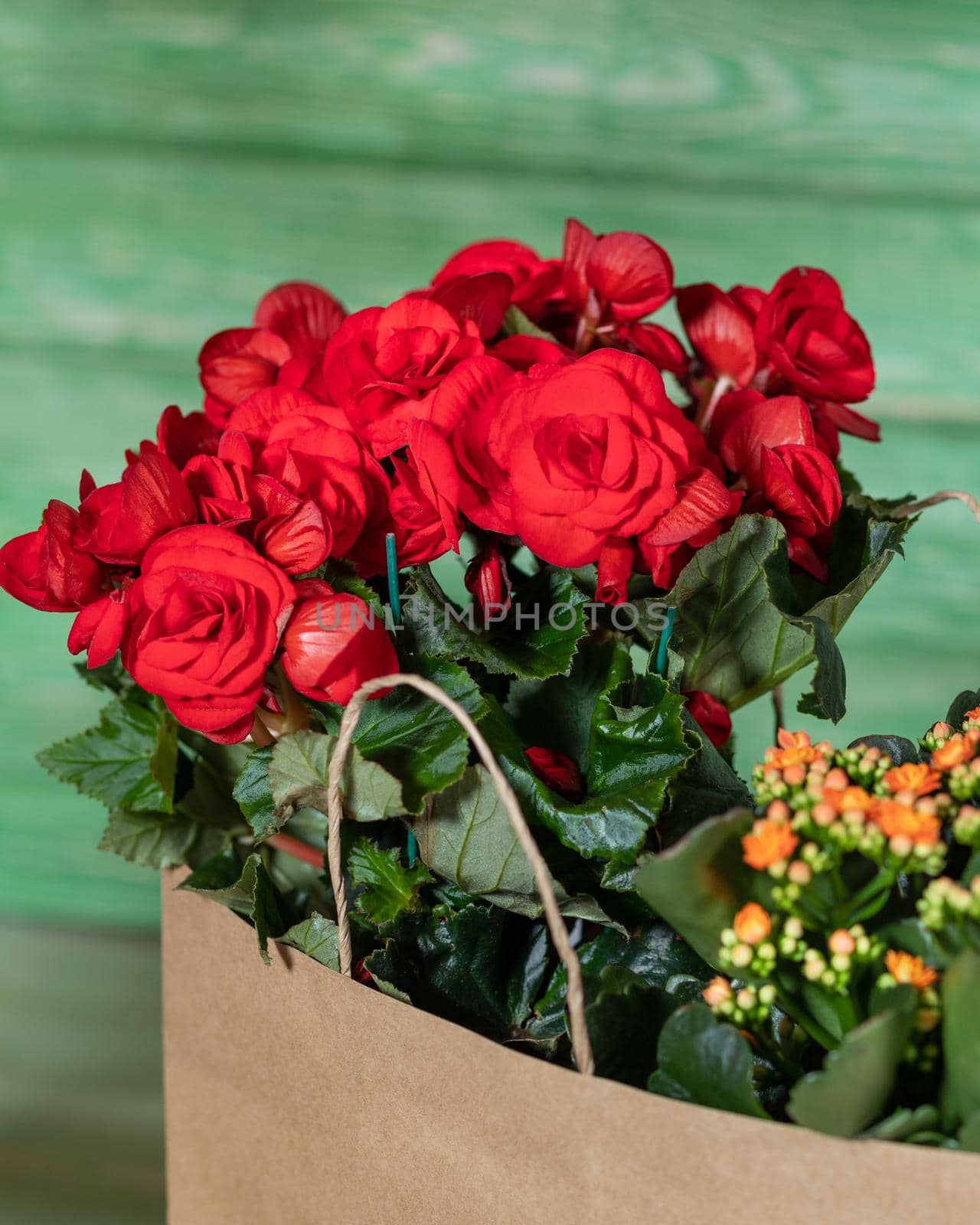 Begonia and kalanchoe in the shopping bag with green background