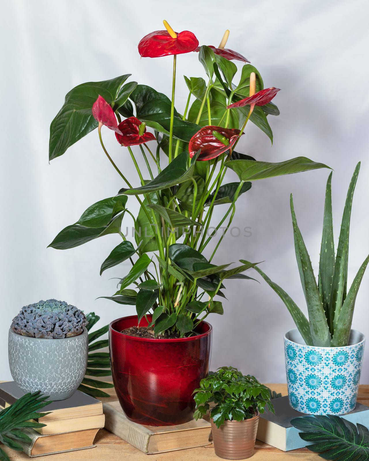 Red Anthurium Laceleaf in the red pot with, aloe vera, succulent by ferhad