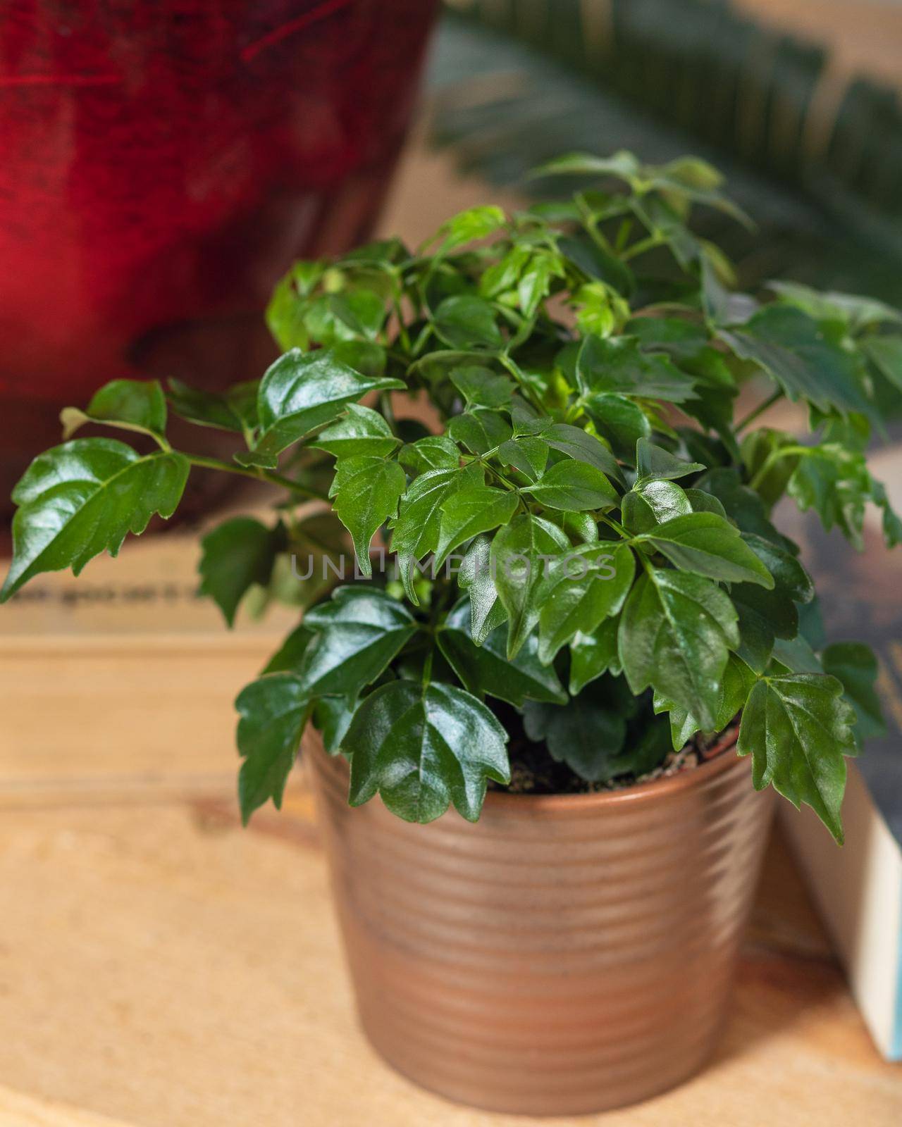 Dwarf umbrella tree, Schefflera arboricola in the pot by ferhad