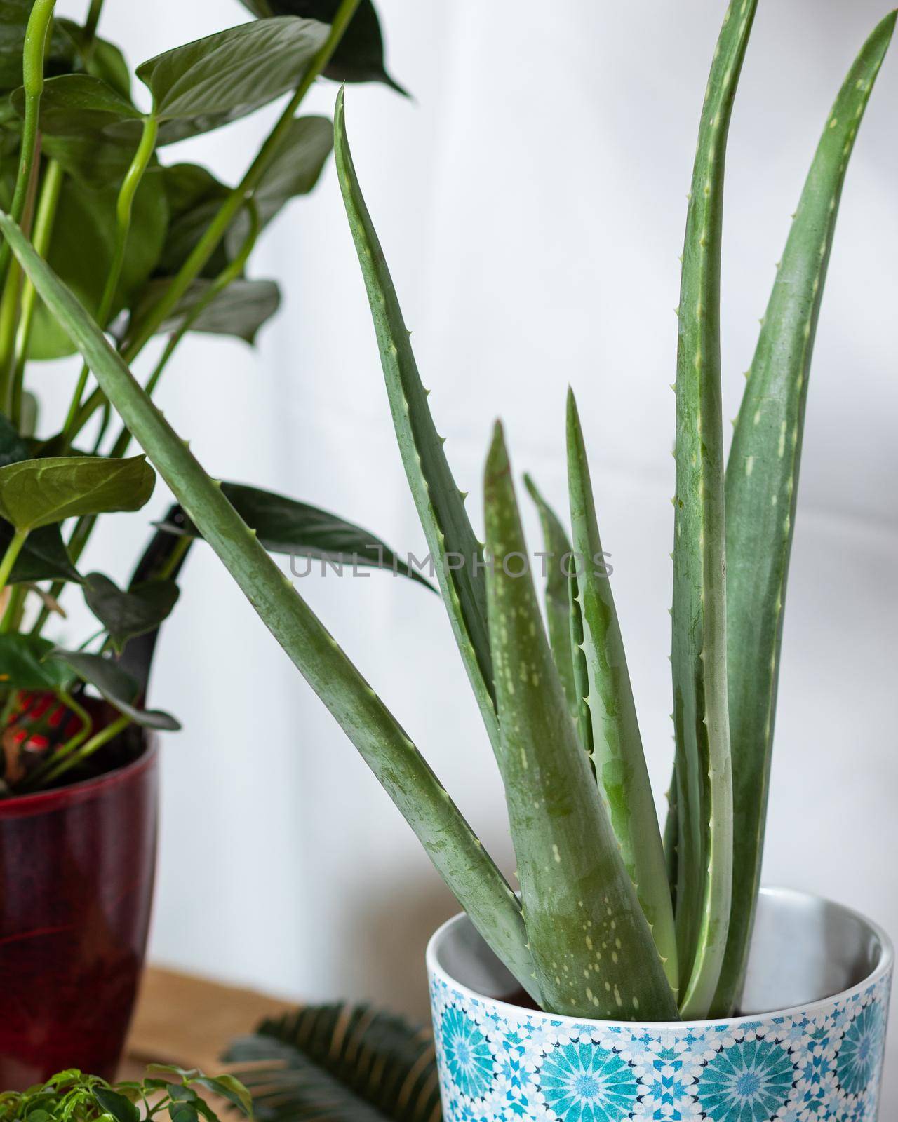 Aloe vera plant close up by ferhad
