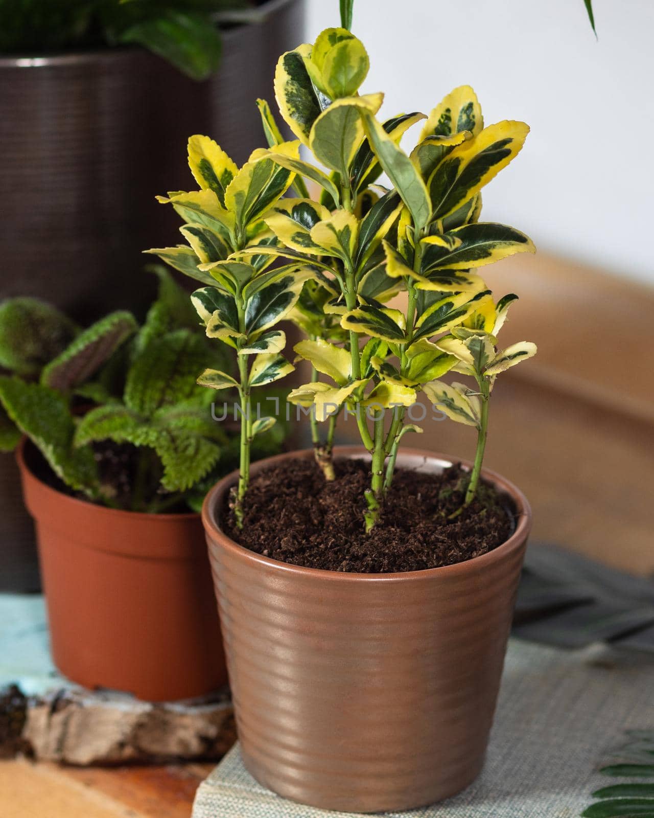 Schefflera Gold Capella - Dwarf Umbrella Tree close up by ferhad