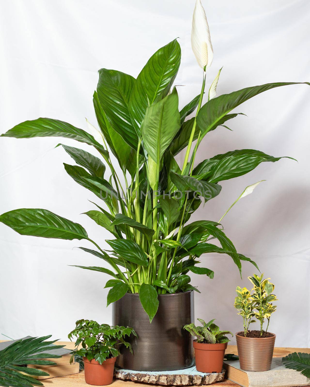 Peace lily, Spathiphyllum, Women's happiness with succulents