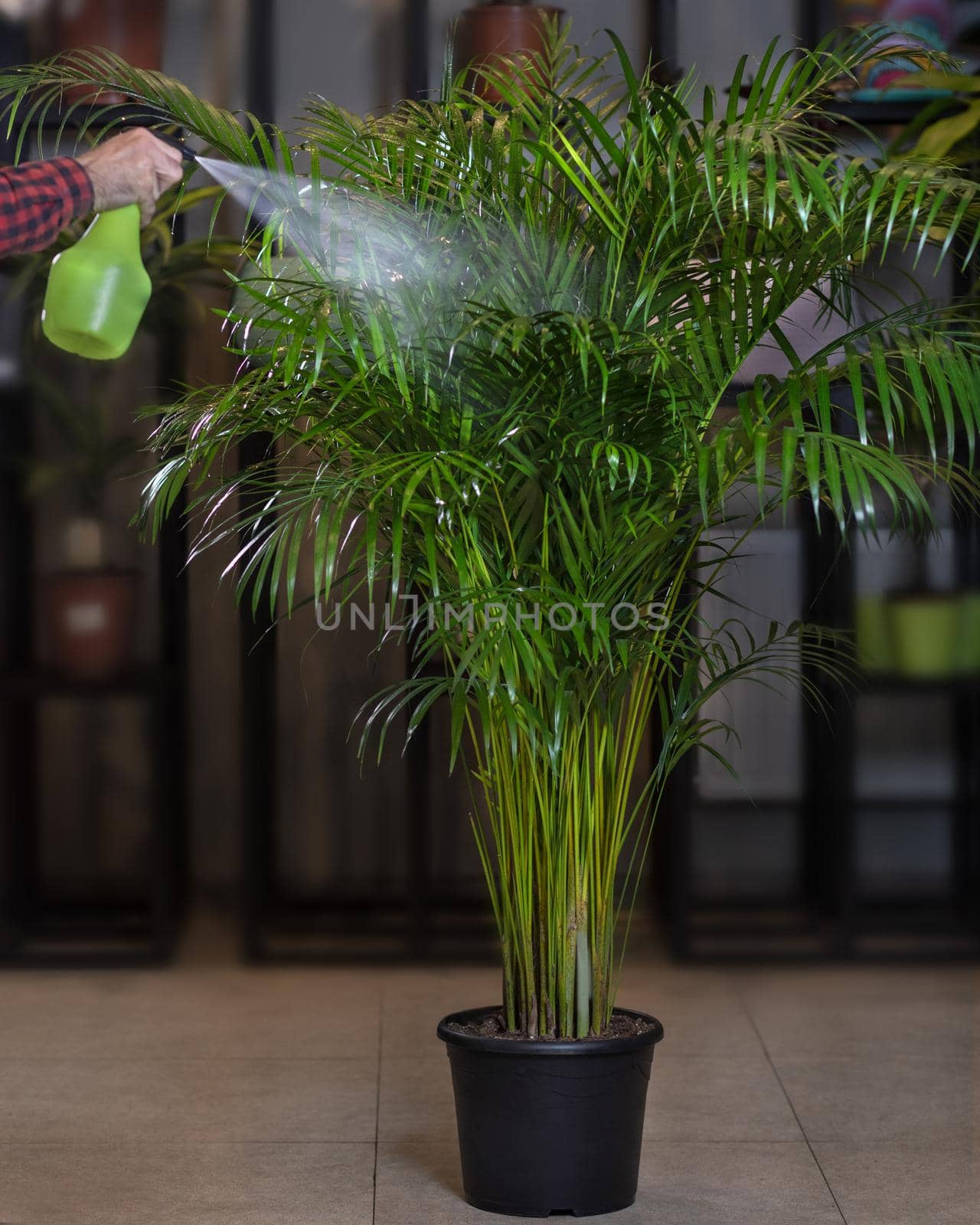 Areca palm houseplant - watering