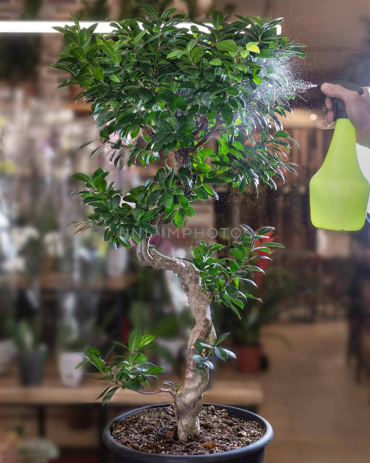 Chinese sweet plum Bonsai, Sageretia theezans - watering by ferhad