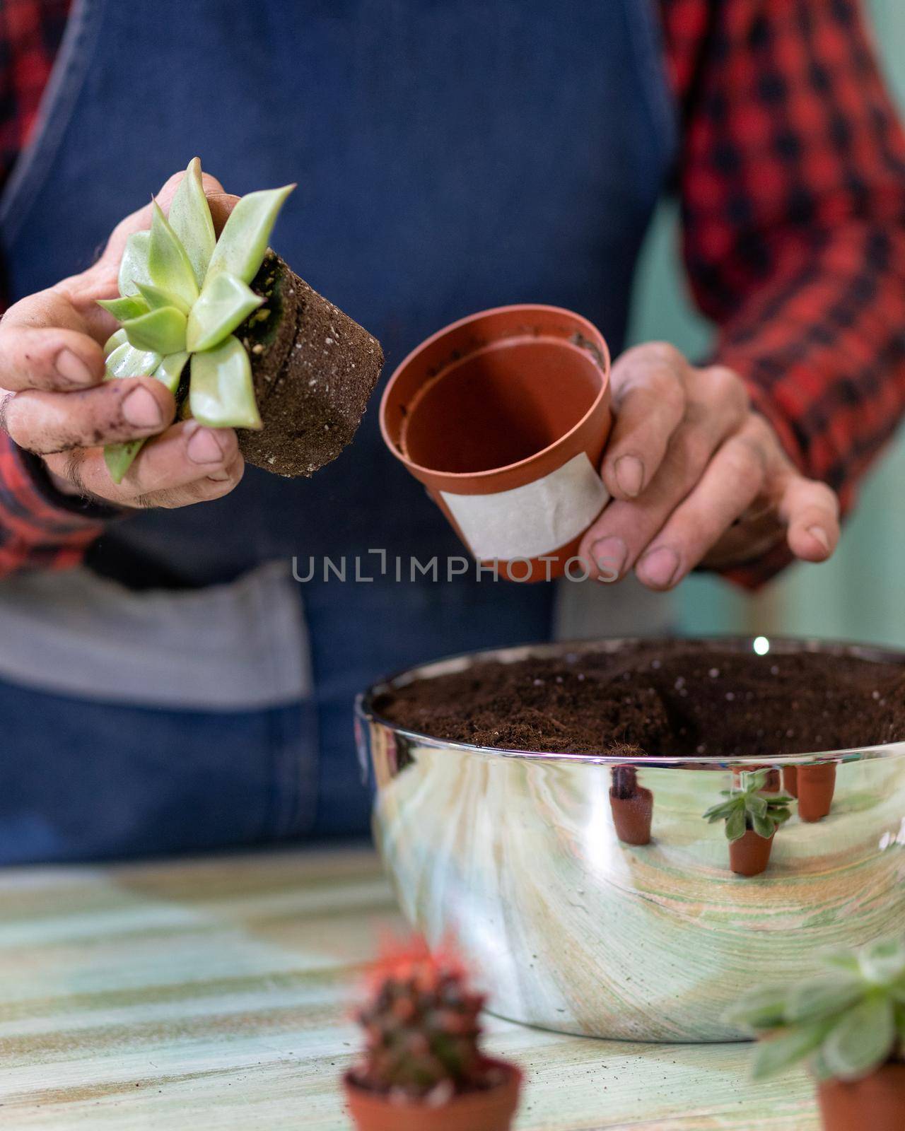 Gardener making, planting terrariums with succulents, cactuses by ferhad