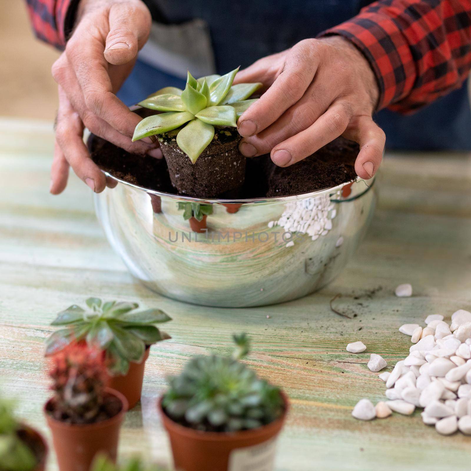 Gardener making, planting terrariums with succulents, cactuses