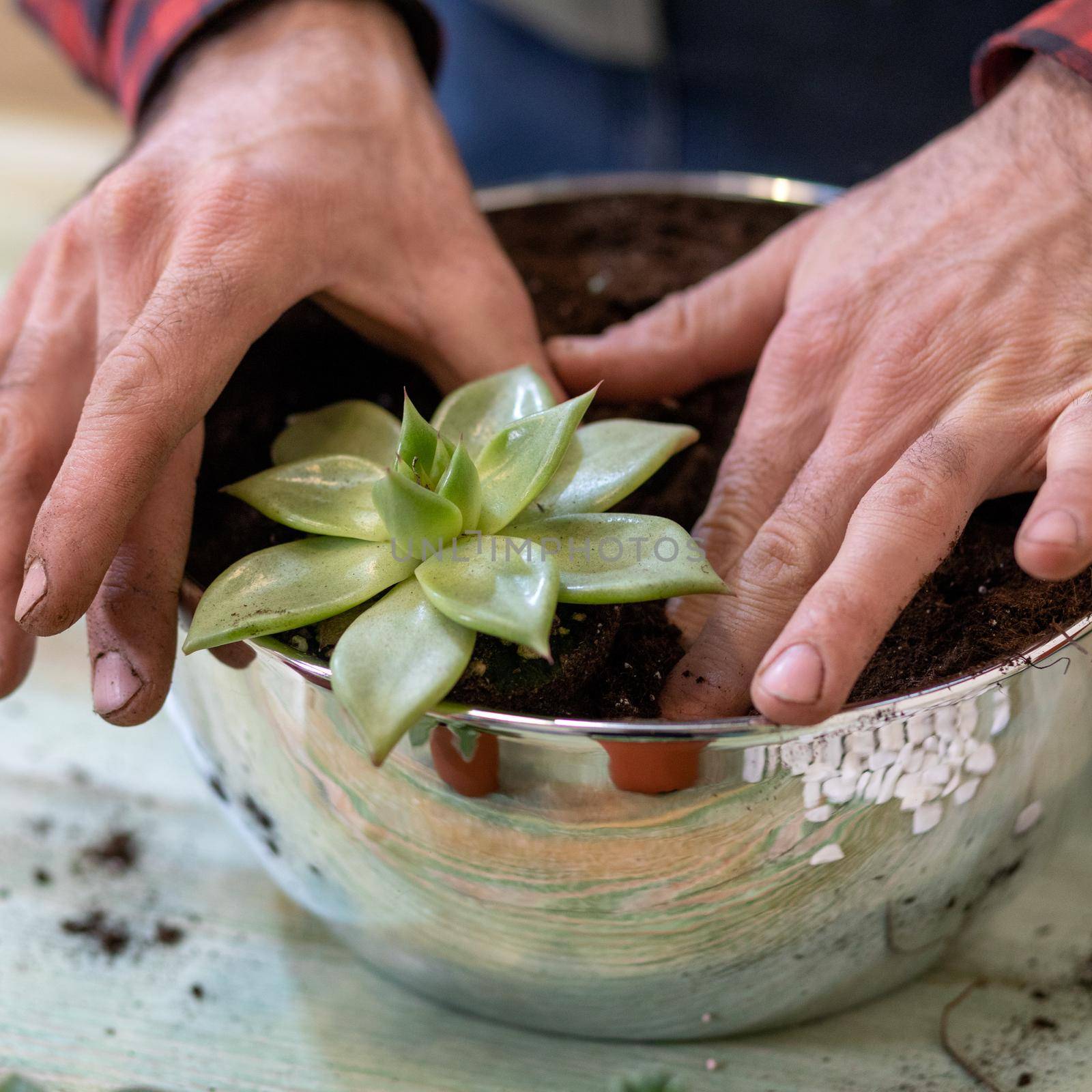 Gardener making, planting terrariums with succulents, cactuses