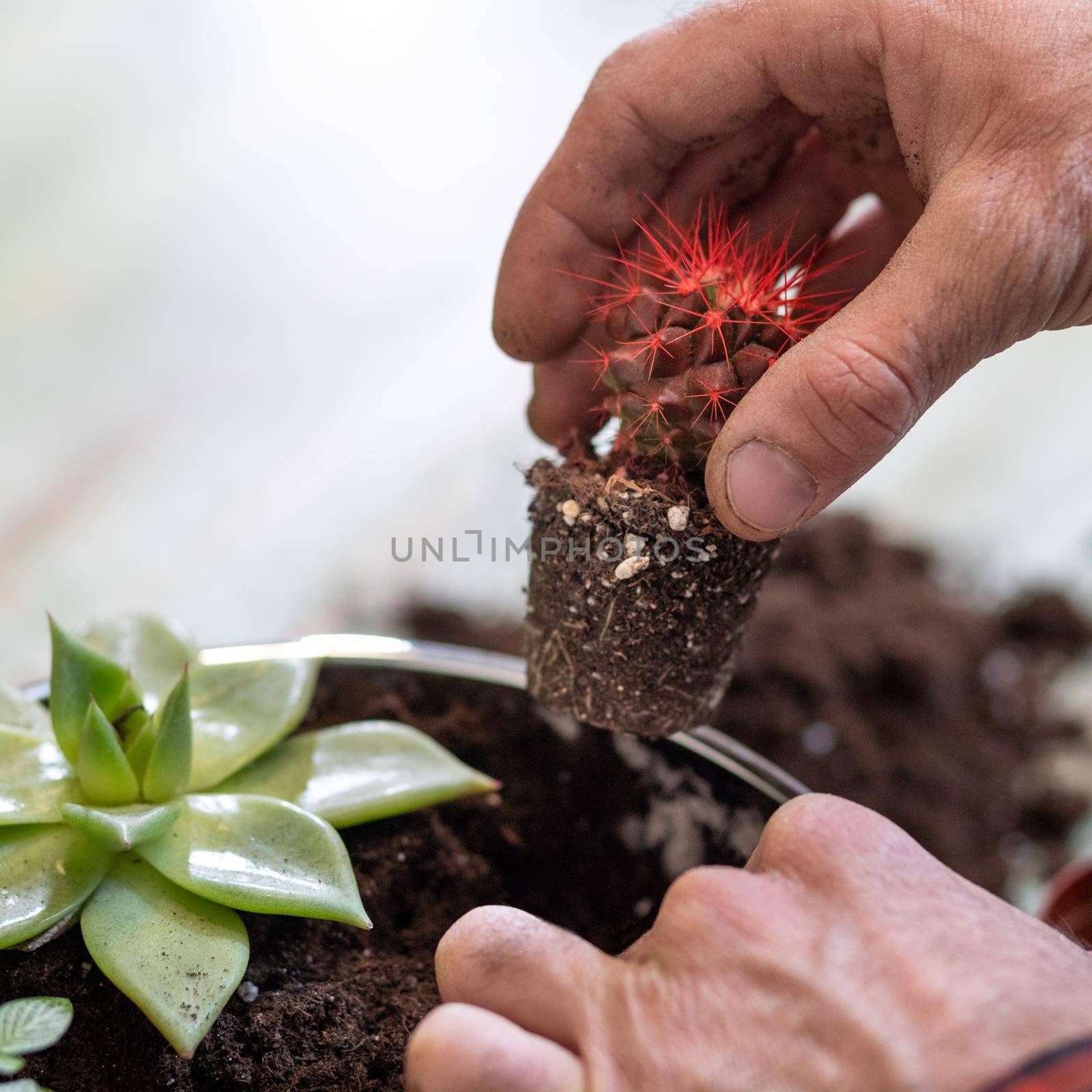 Gardener making, planting terrariums with succulents, cactuses by ferhad