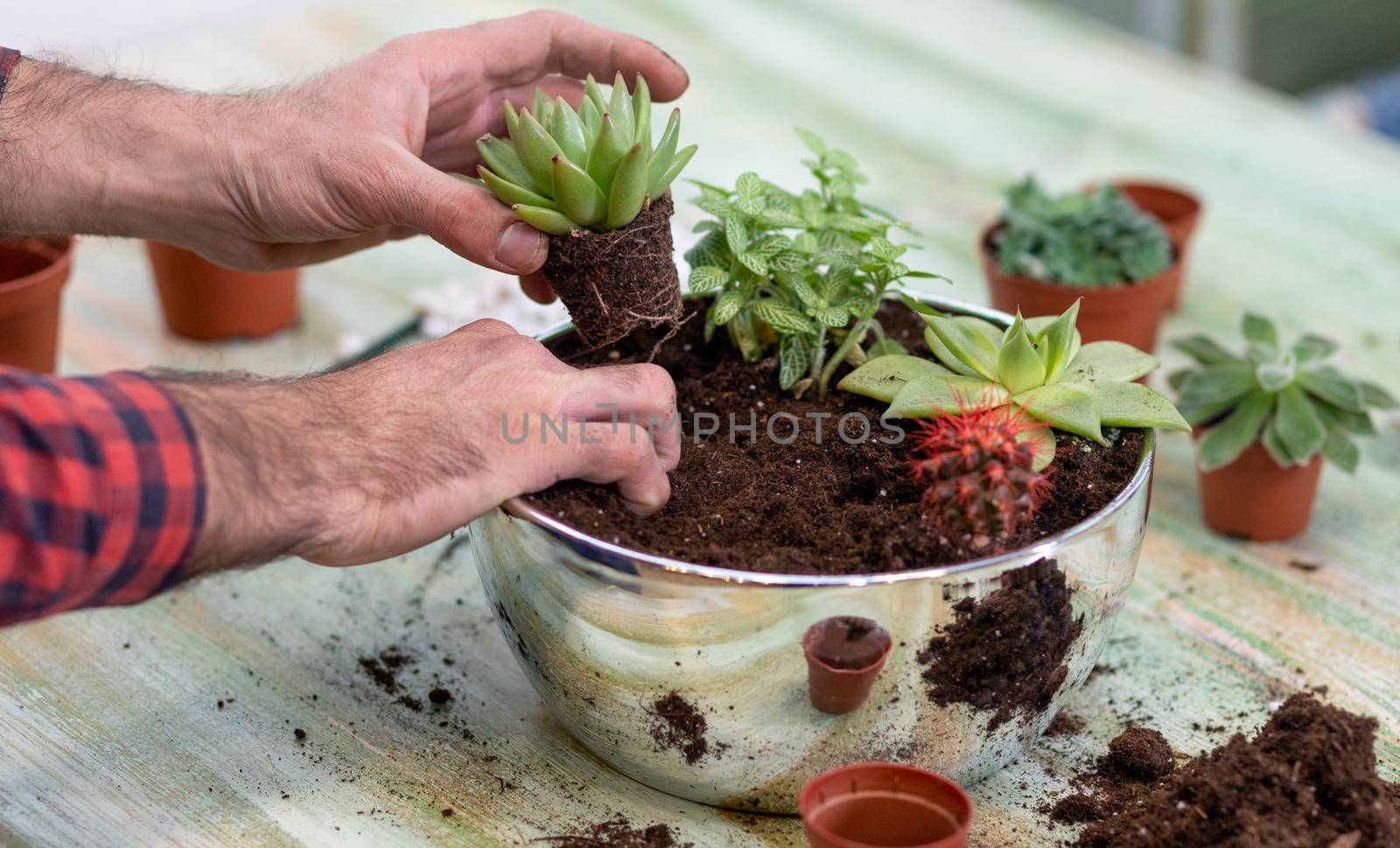 Gardener making, planting terrariums with succulents, cactuses