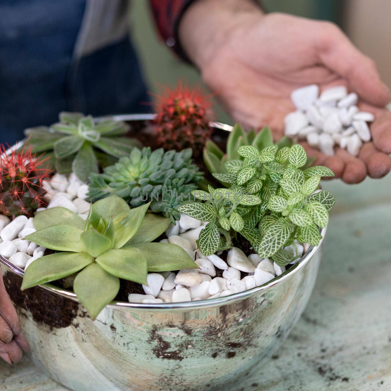 Gardener making, planting terrariums with succulents, cactuses