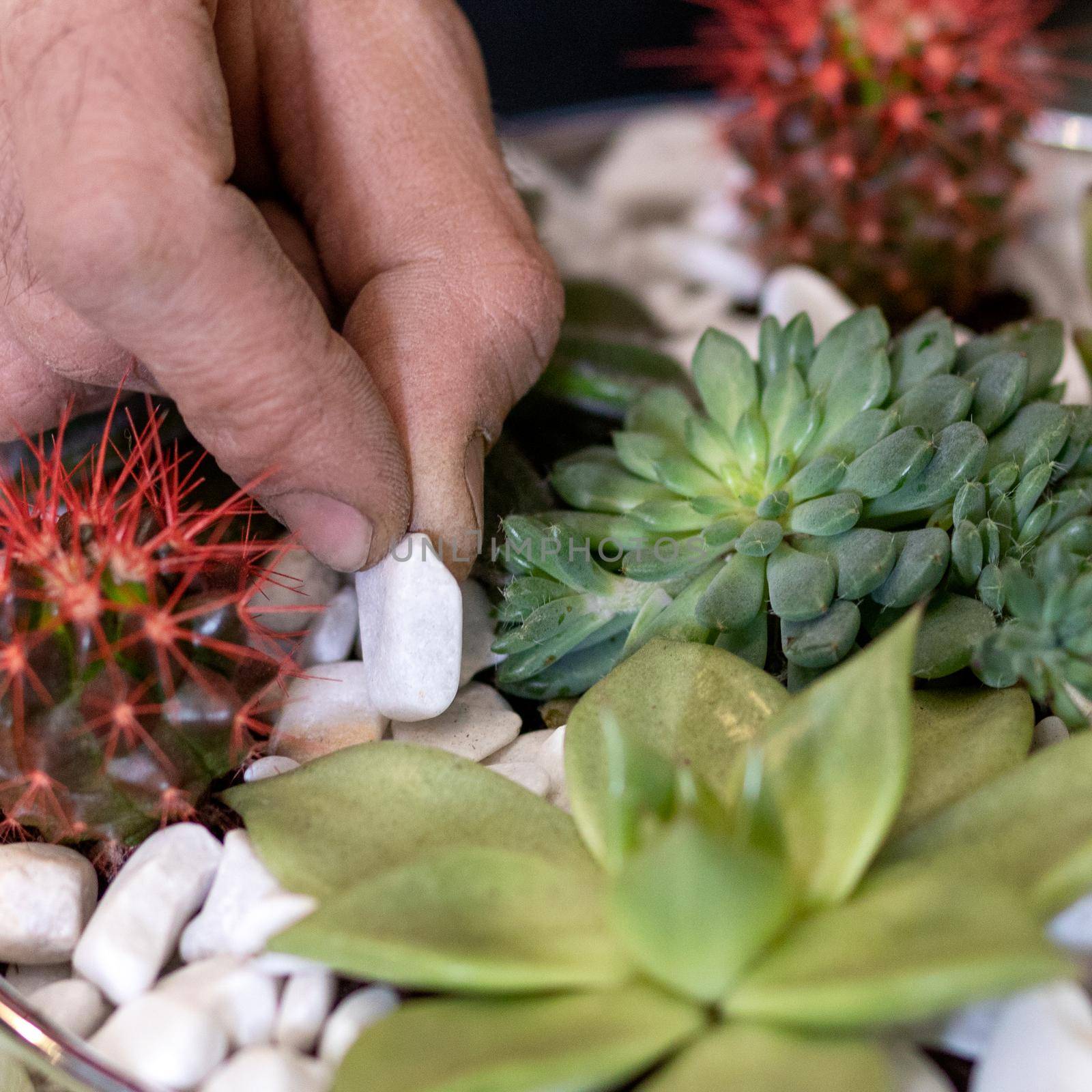 Gardener making, planting terrariums with succulents, cactuses by ferhad