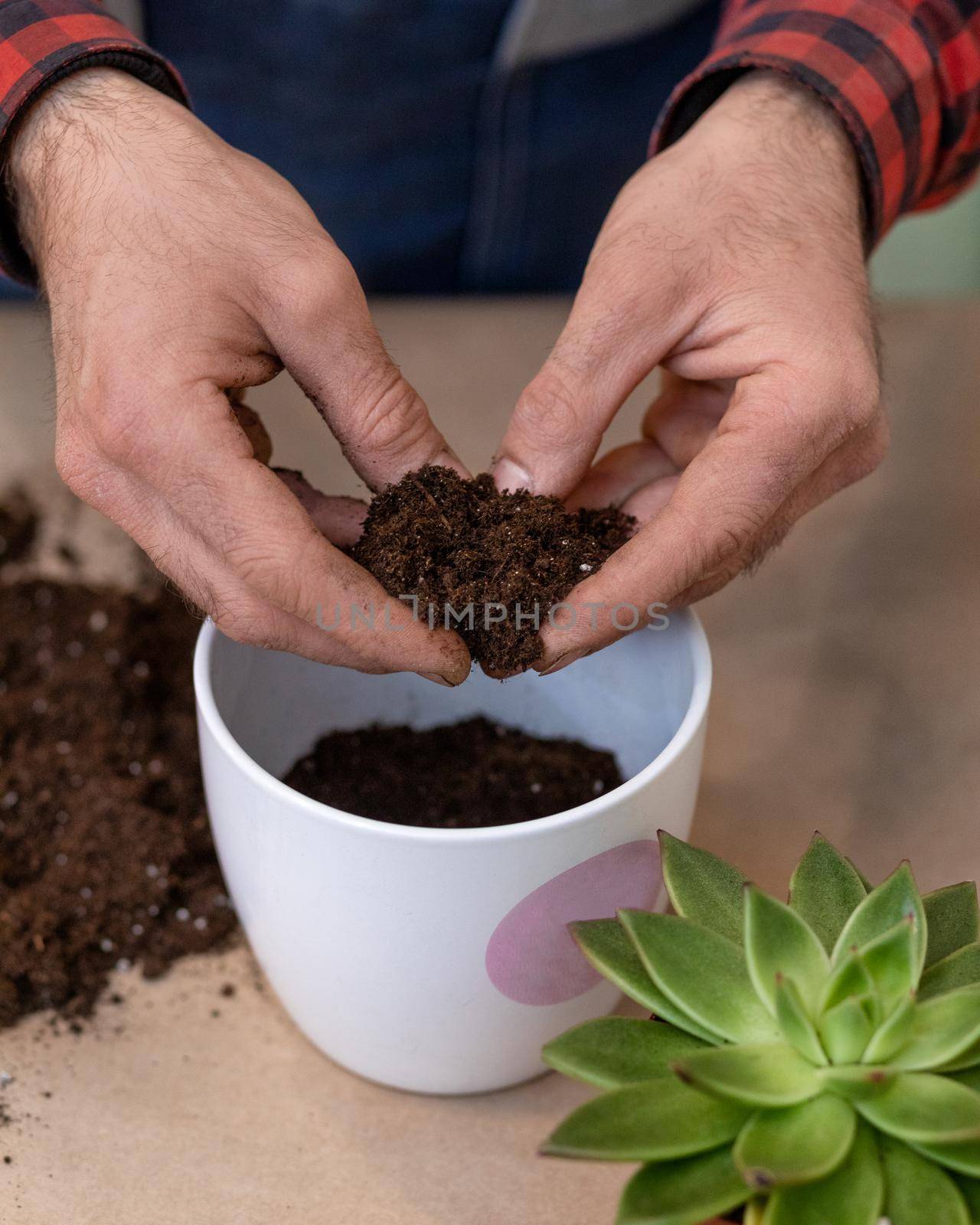 Gardener making, planting terrariums with succulents, cactuses by ferhad