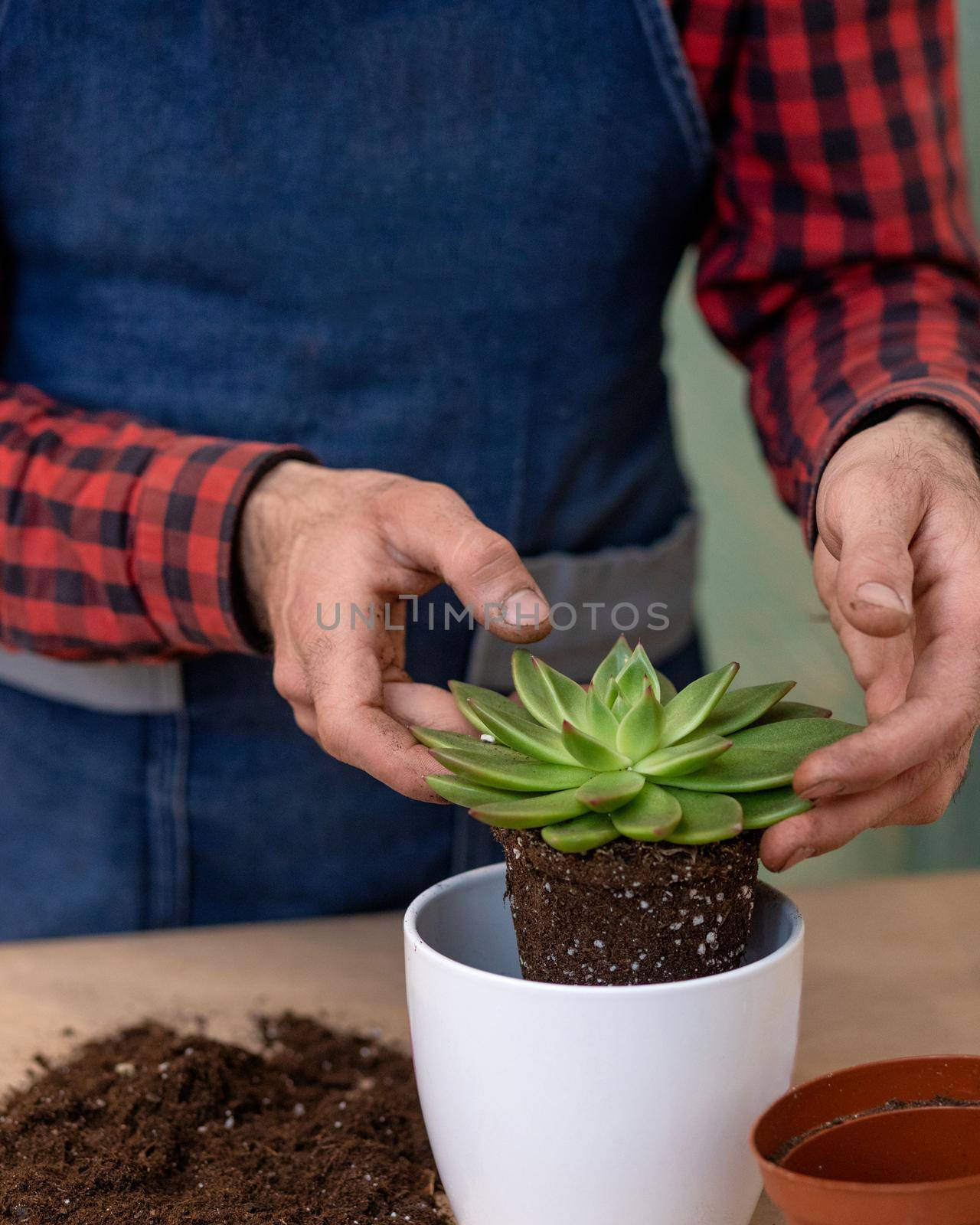 Gardener making, planting terrariums with succulents, cactuses by ferhad