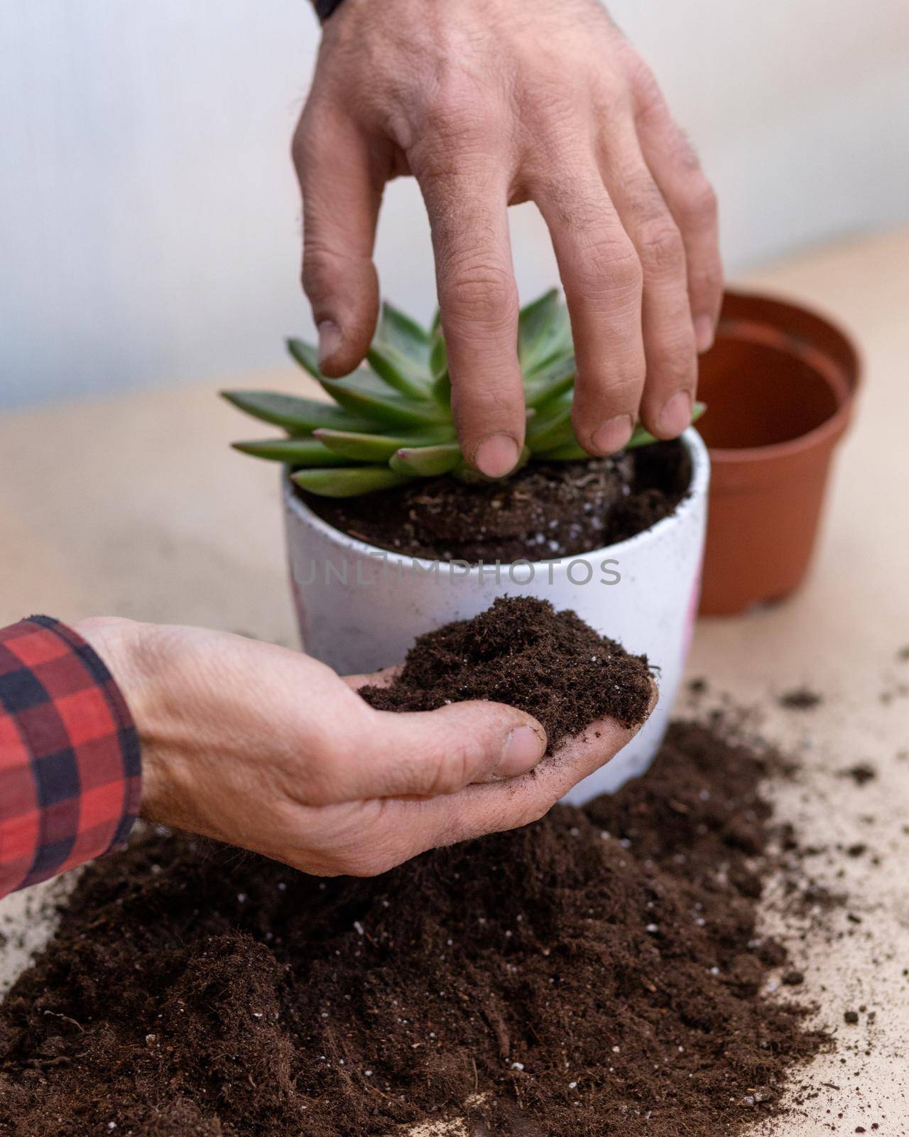 Gardener making, planting terrariums with succulents, cactuses by ferhad