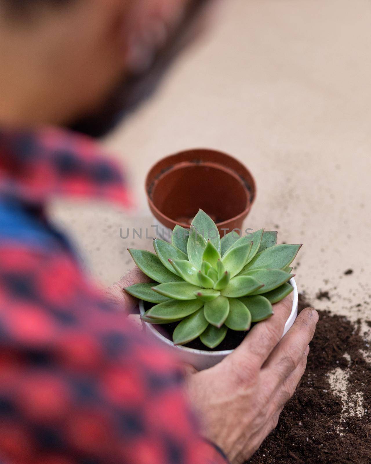 Gardener making, planting terrariums with succulents, cactuses
