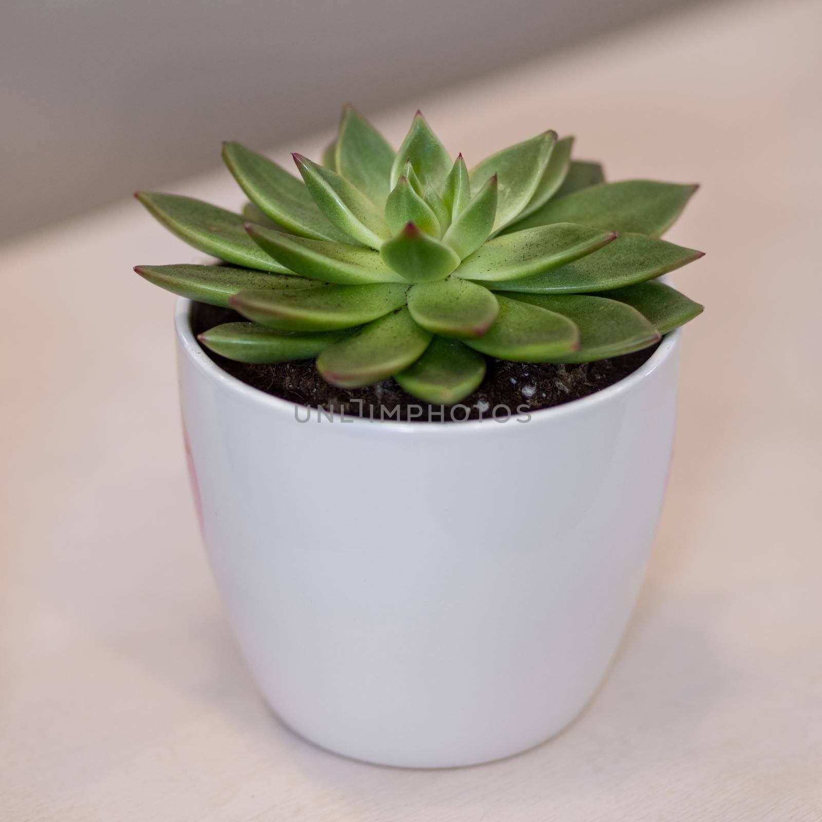Succulent in the white pot