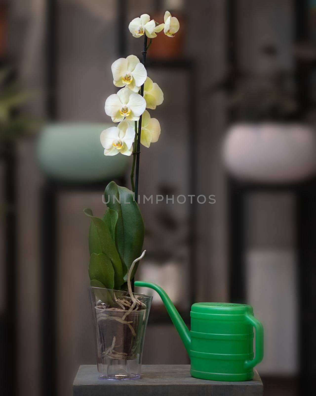 Yellow Phalaenopsis, Moth orchid flowers in the pot with green watering can