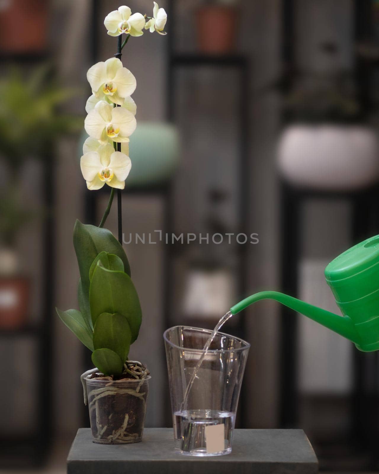 Yellow Phalaenopsis, Moth orchid flowers in the pot with green watering can