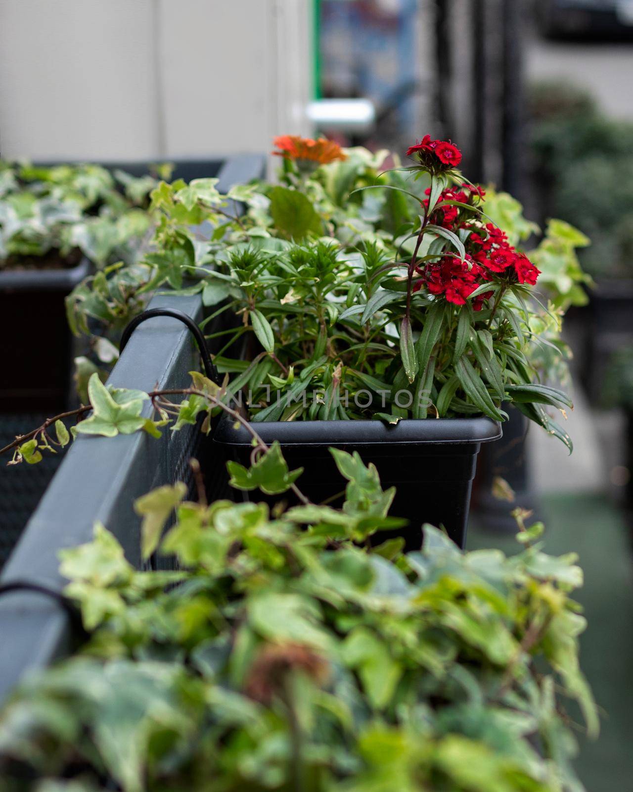 Red flower plant outdoor terrace restaurant