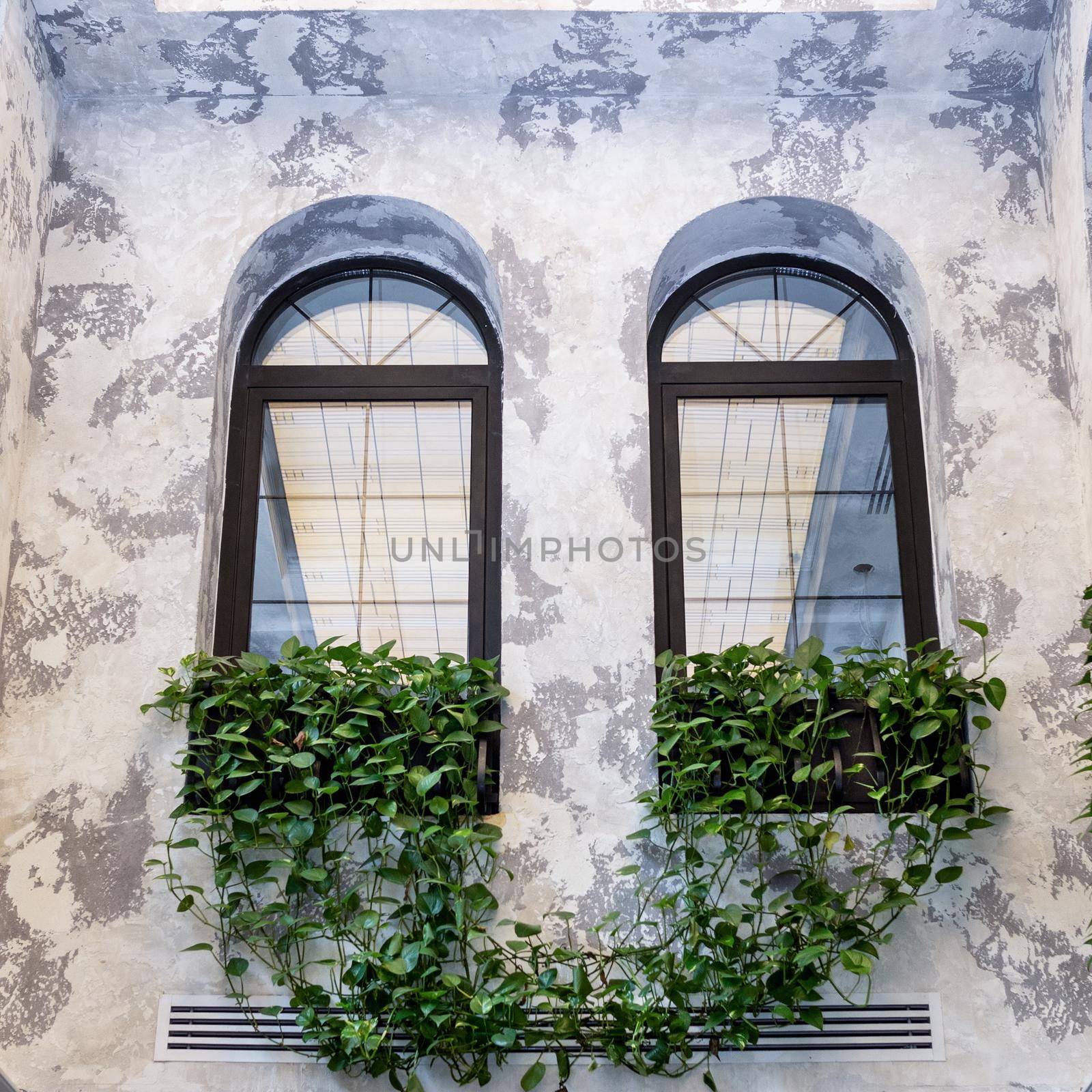 Golden Pothos, Devil's ivy, Epipremnum aureum plant on the windows by ferhad