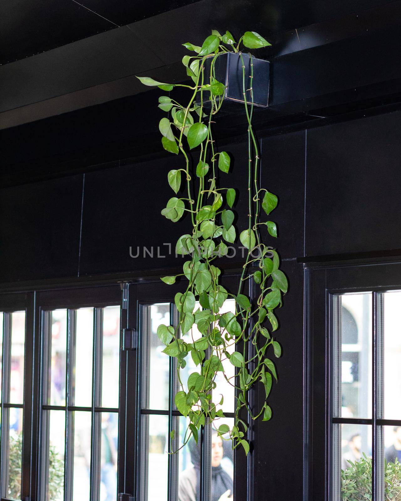 Golden Pothos, Devil's ivy, Epipremnum aureum plant on the windows by ferhad