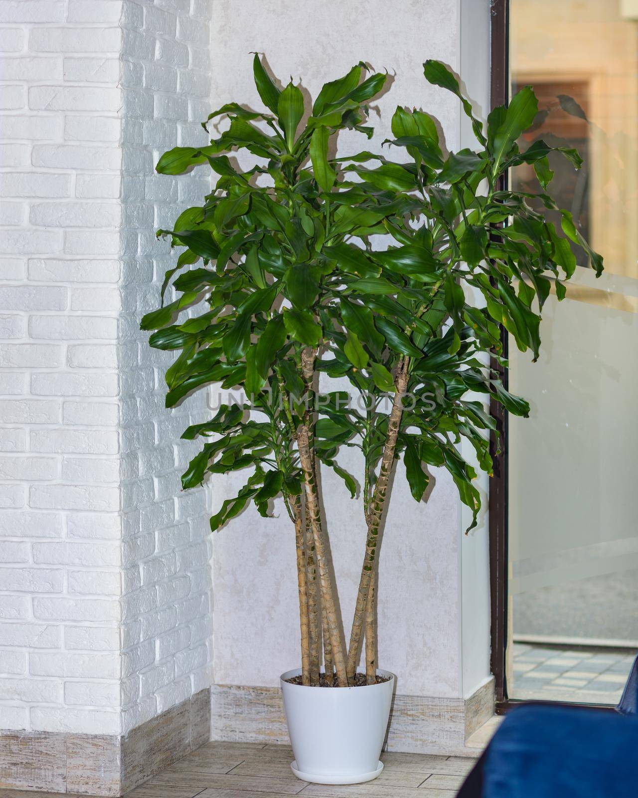 Guiana Chestnut, Pachira aquatica, money tree at office by ferhad