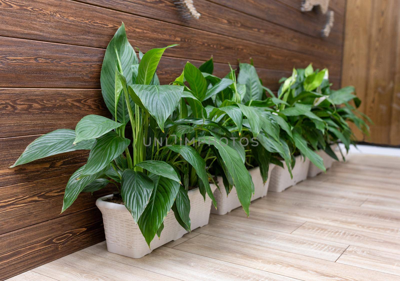 Peace Lily plant in white pot at the office by ferhad