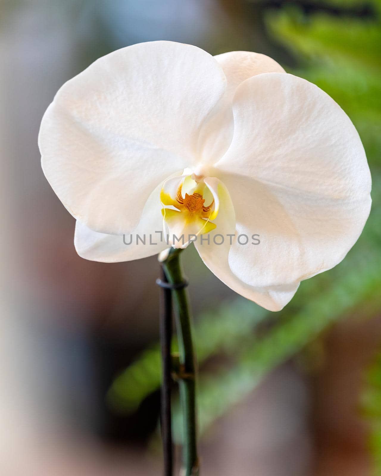 Phalaenopsis Big Singolo orchid close up by ferhad