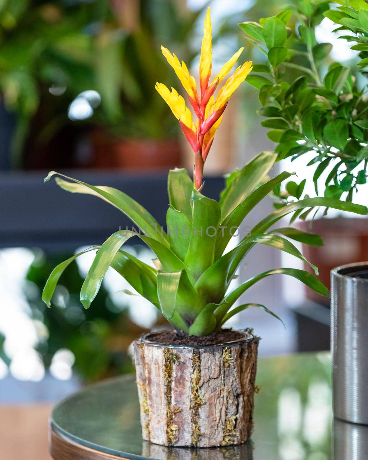 Red Bromeliad flower plant in the wooden pot