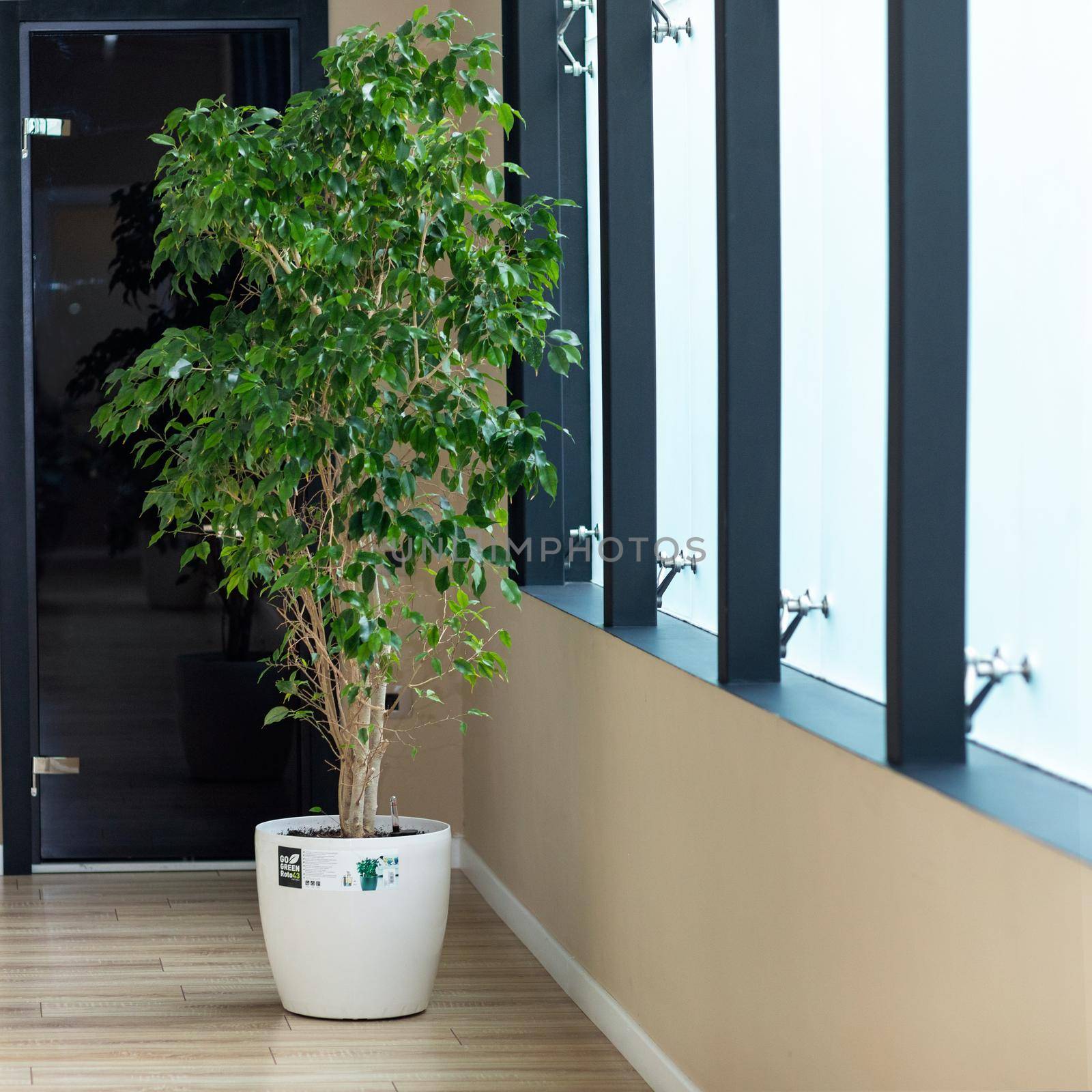 Weeping fig, Ficus benjamina at office by ferhad