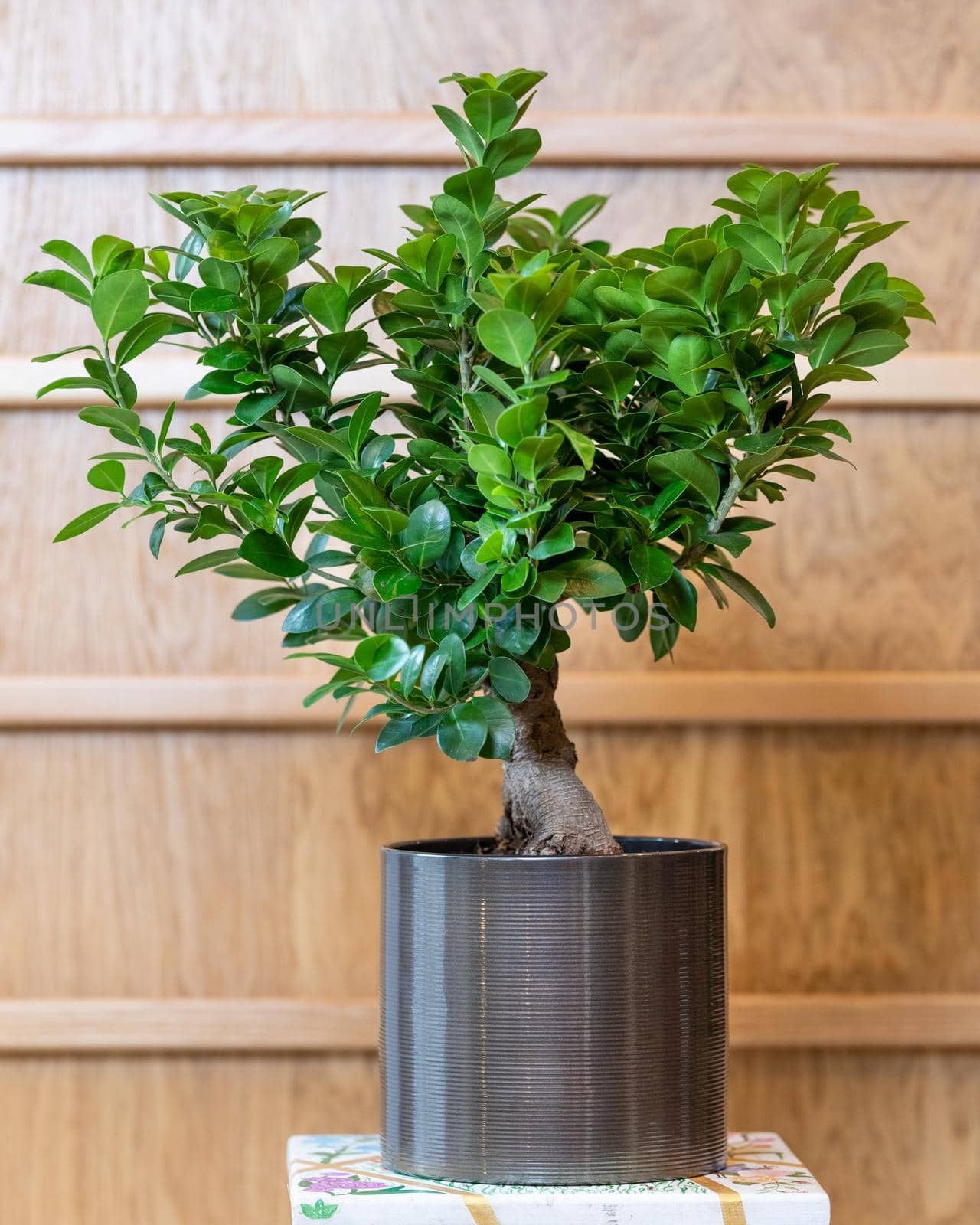 Bonsai fig tree in the black pot with wooden background by ferhad