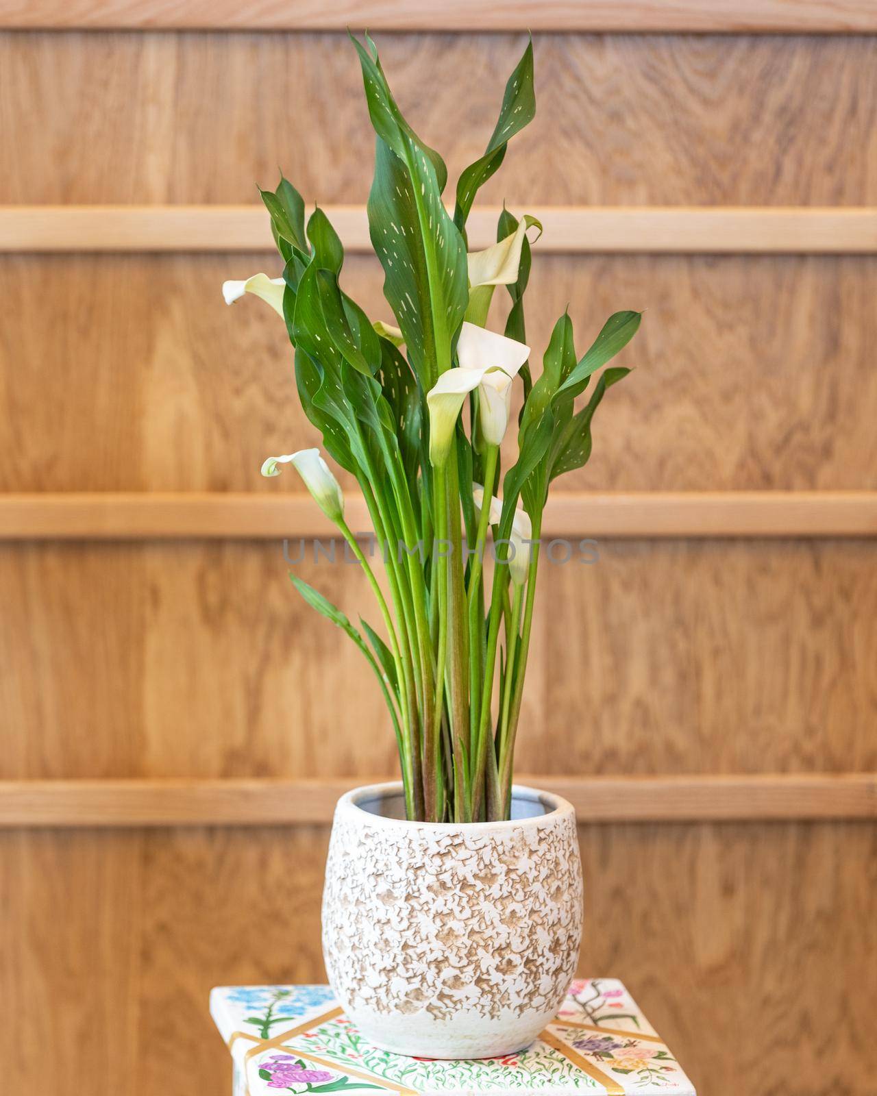 Arum lily in the white pot by ferhad