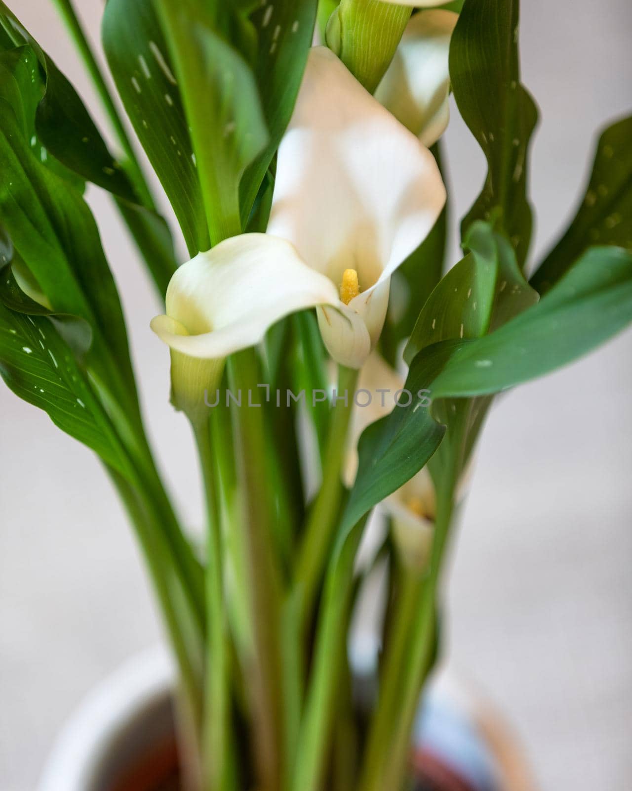 Arum lily close up