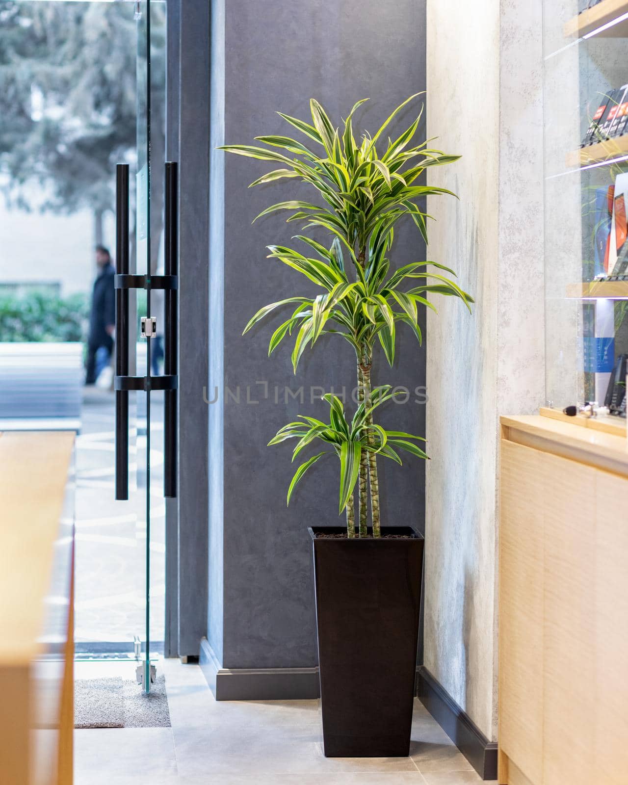 Dracaena fragrans dragon plant in the office