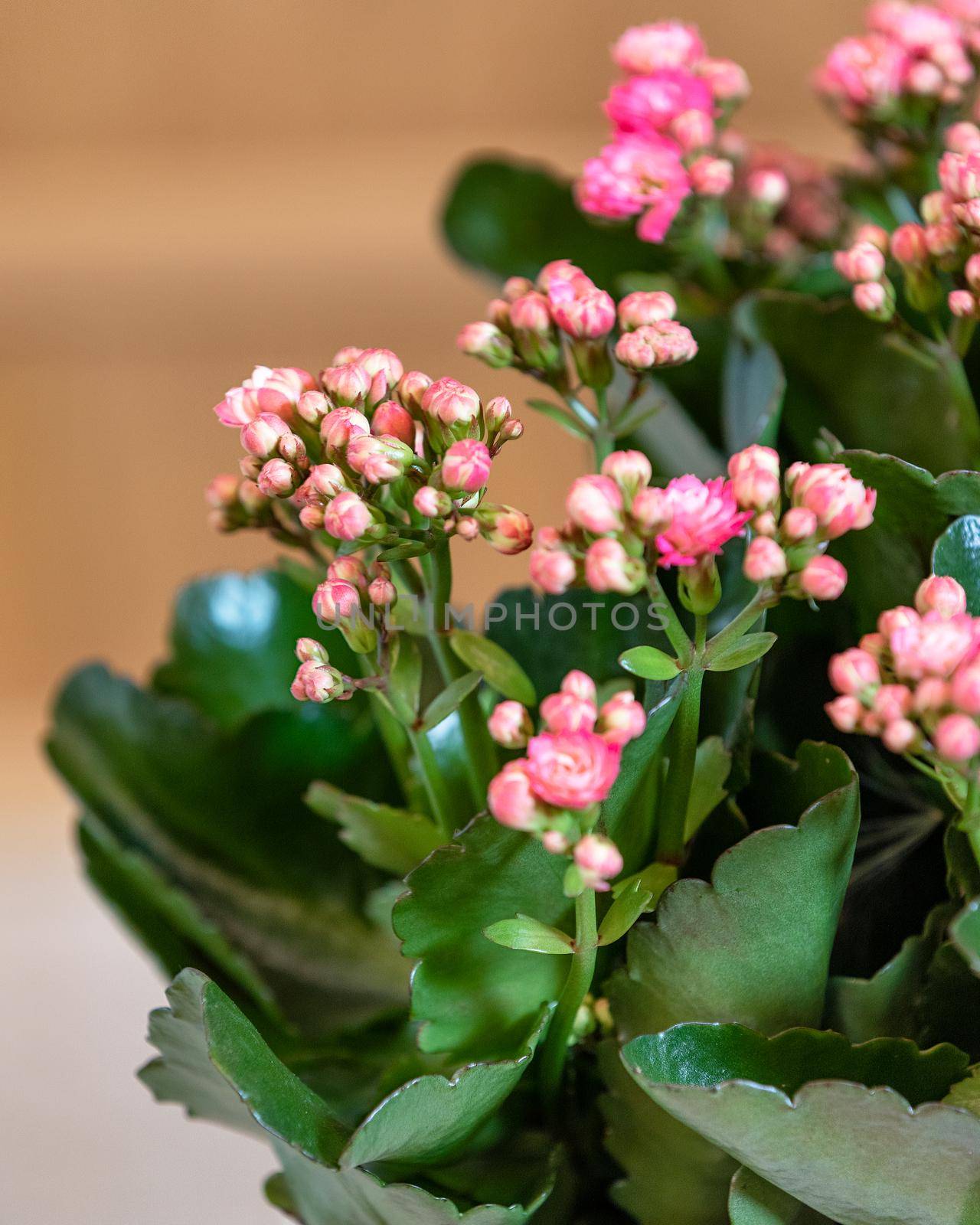 Kalanchoe, Widow's-thrill close up by ferhad