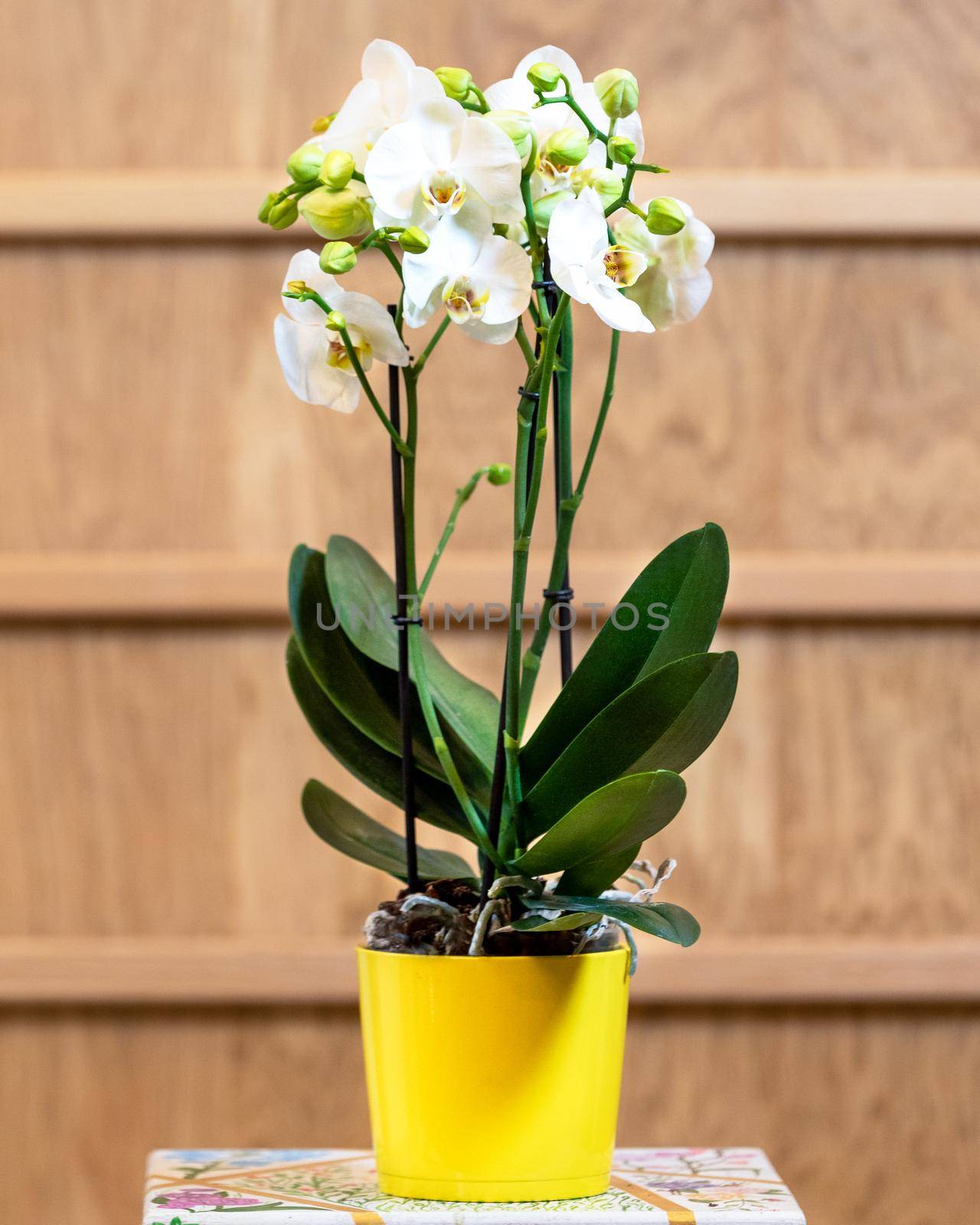 Beautiful moth orchid, Phalaenopsis in the yellow pot